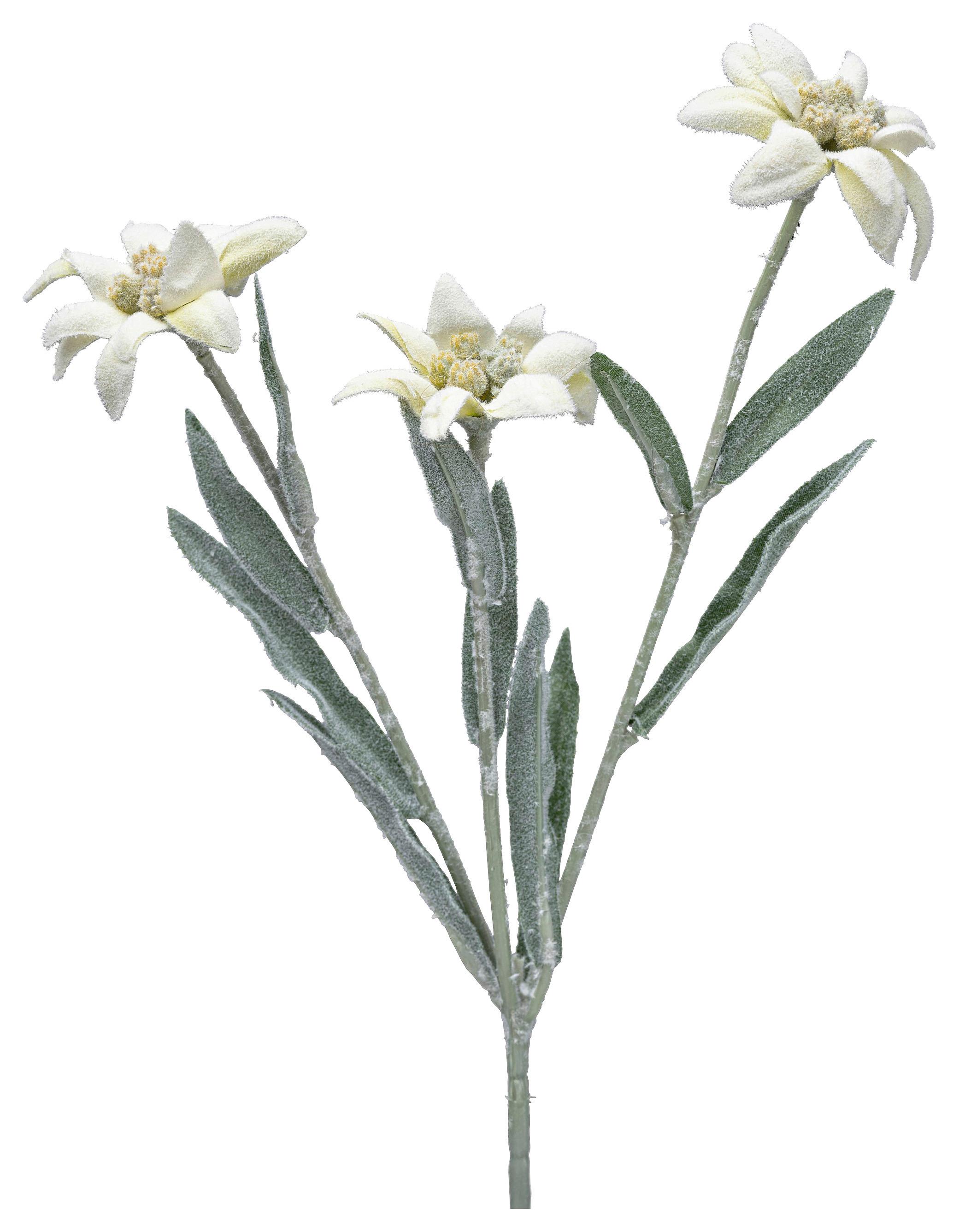Kunstblumen Edelweiss Weiß L: 30 cm Darina - Weiß/Grün, Natur, Kunststoff (30cm)