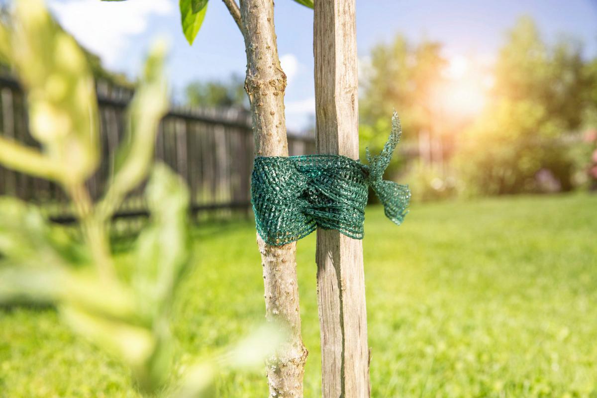 Baumanbinder, 50 M Grün - Grün, Basics, Kunststoff (3/5000cm) - Windhager