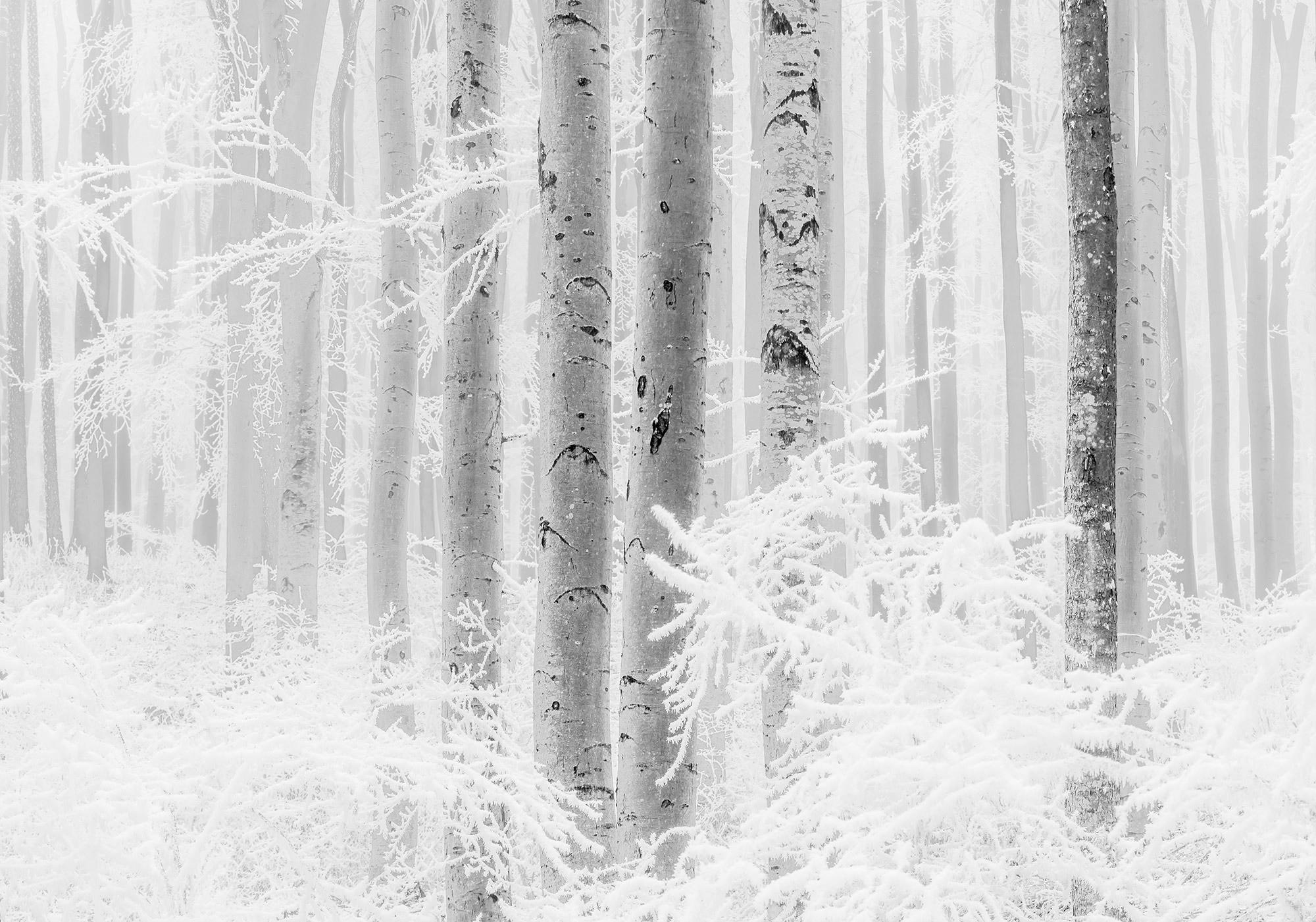 Vliestapete Winter Wood - Schwarz/Weiß, Basics (400/280cm) - Komar