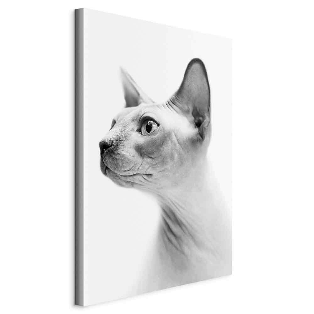 Leinwandbild Cat Weiß Hellgrau B: 40 cm
