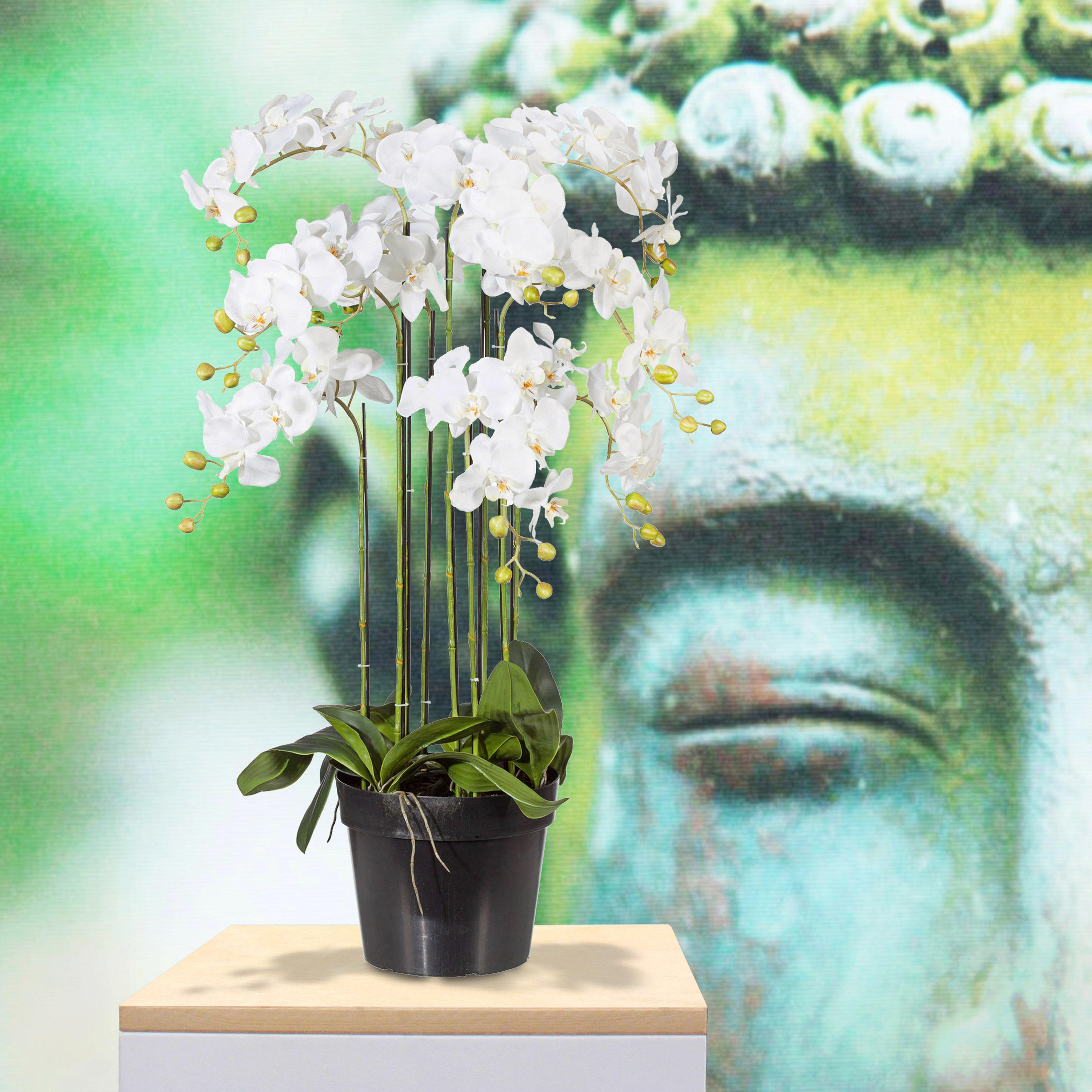 Orchidee mit weißer Blütenpracht