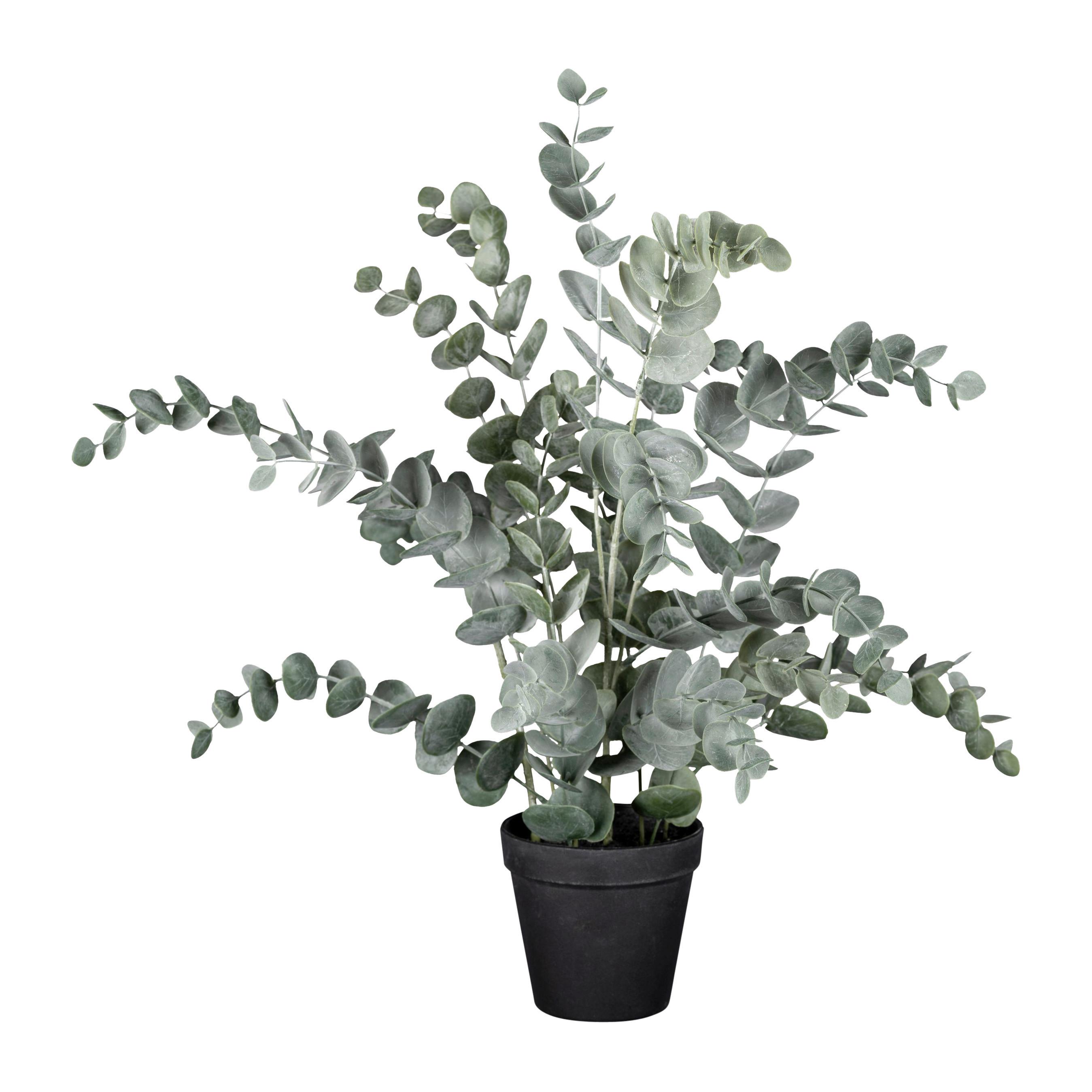 Umelá rastlina Eucalyptus, V: 53cm - čierna/sivá, Basics, plast (53cm) - Modern Living