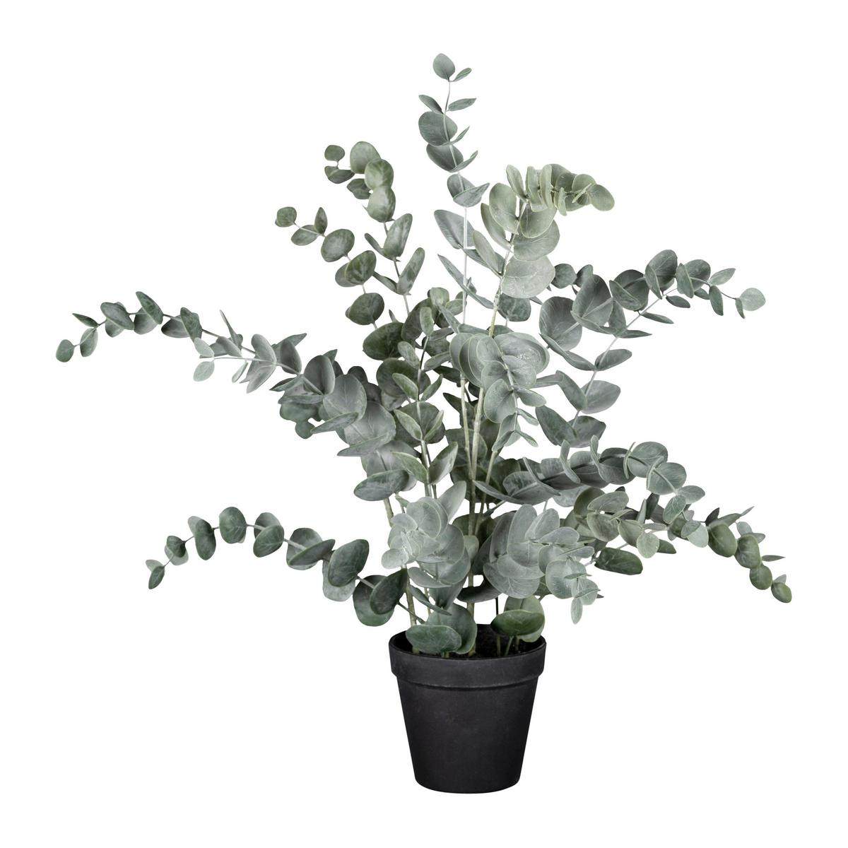 Umělá rostlina Eucalyptus, V: 53cm - šedá/černá, Basics, plast (53cm) - Modern Living