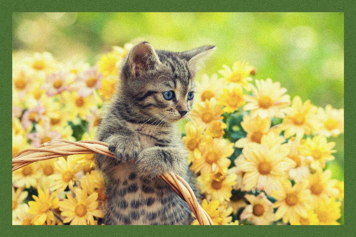 Lábtörlő Kb. 40/60cm - többszínű, Basics, textil (40/60cm)