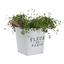 Kvetináč Fleur De Paris - biela, Romantický / Vidiecky, kov (17cm) - Mömax modern living Kvetináč Fleur De Paris - biela, Romantický / Vidiecky, kov (17cm) - Mömax modern living