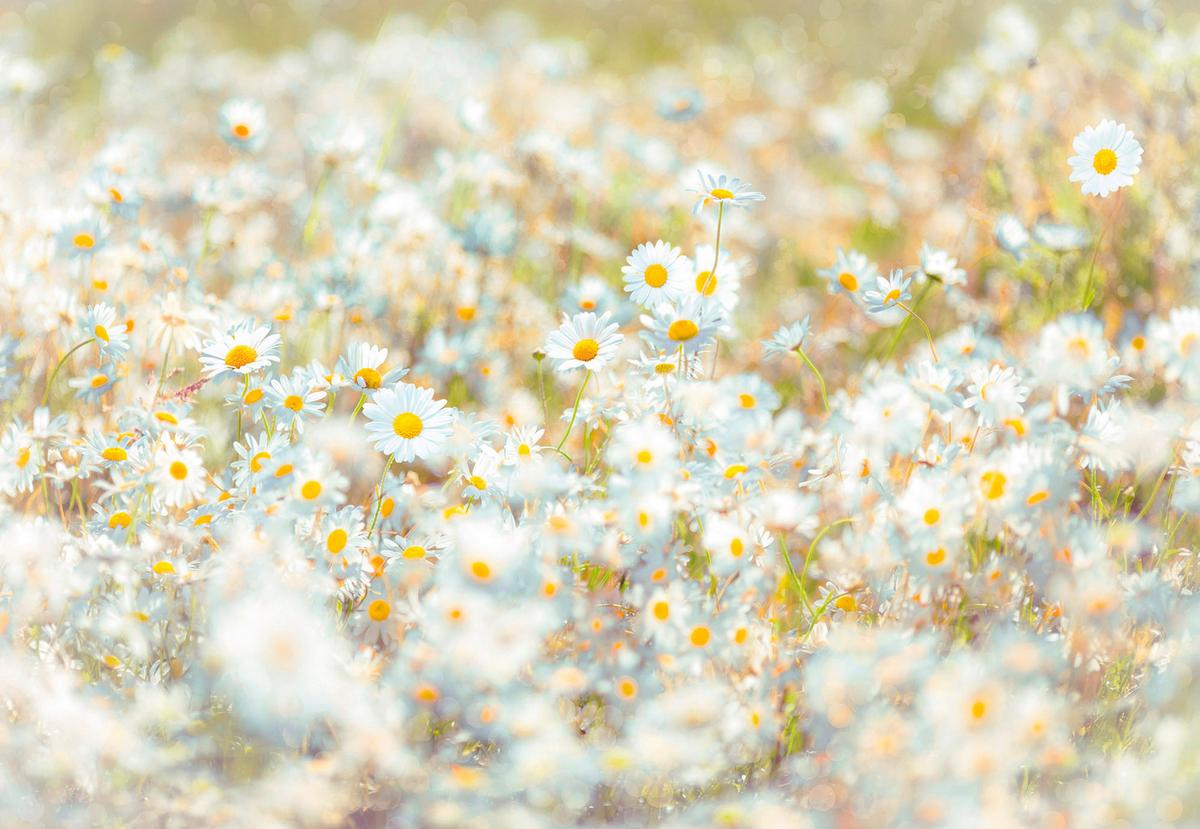 Fototapete Blume - Natur, Papier (368/254cm)