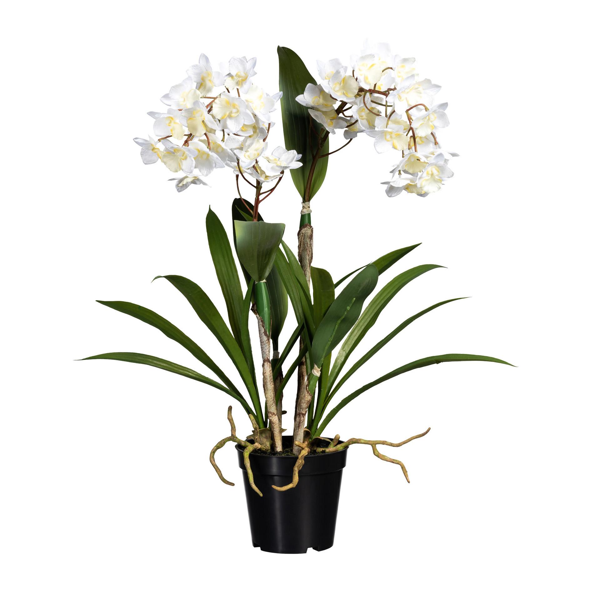 Kunstblume Dendrobie Berta H: 61cm - Weiß/Grün, Basics, Kunststoff (61cm)