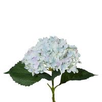 Kunstblume Hortensie Blau L: 53 Cm, Lia - Blau/Grün, Natur, Kunststoff (53cm)