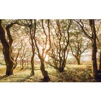 Vliestapete Bold Birch - Multicolor, Basics (400/250cm) - Komar