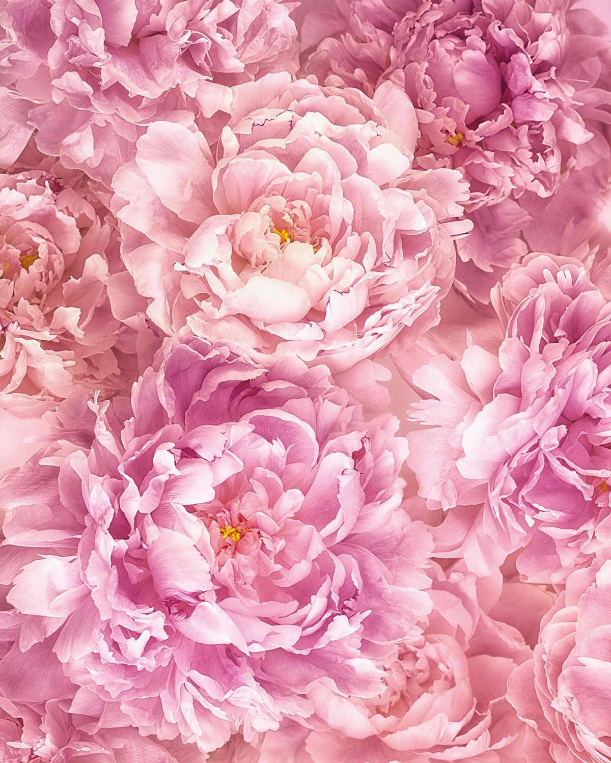 Vliestapete Soave - Rosa, Basics (200/250cm) - Komar