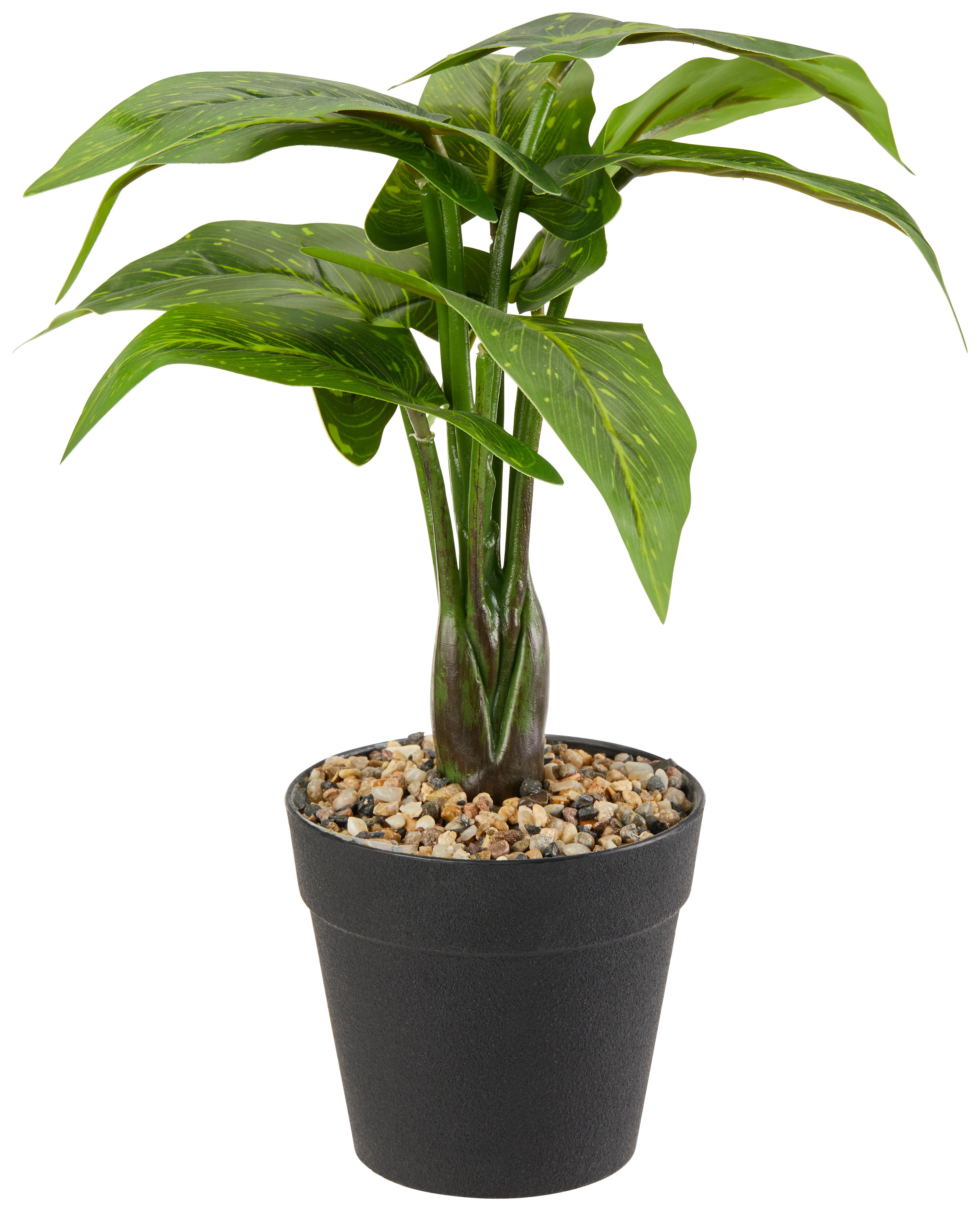 Kunstpflanze Dieffenbachia Grün/Schwarz L: 30 cm mit Topf - Schwarz/Grün, KONVENTIONELL, Kunststoff (30cm)