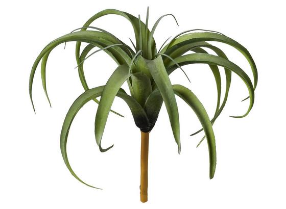 Tillandsie 30 X 26 cm - Grün, Natur, Kunststoff (30/26cm) Tillandsie 30 X 26 cm - Grün, Natur, Kunststoff (30/26cm)