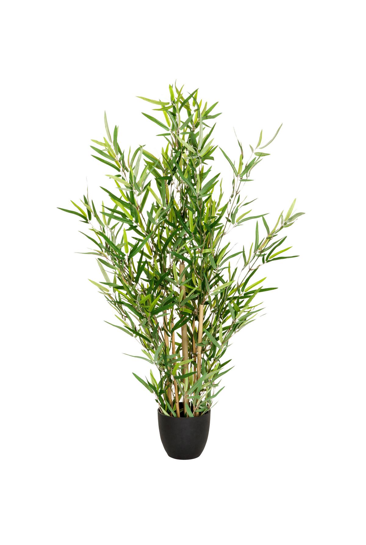 Bambus Mini Bambus - Hellbraun/Schwarz Hochglanz, Basics, Kunststoff/Textil (60/100/60cm) - MID.YOU