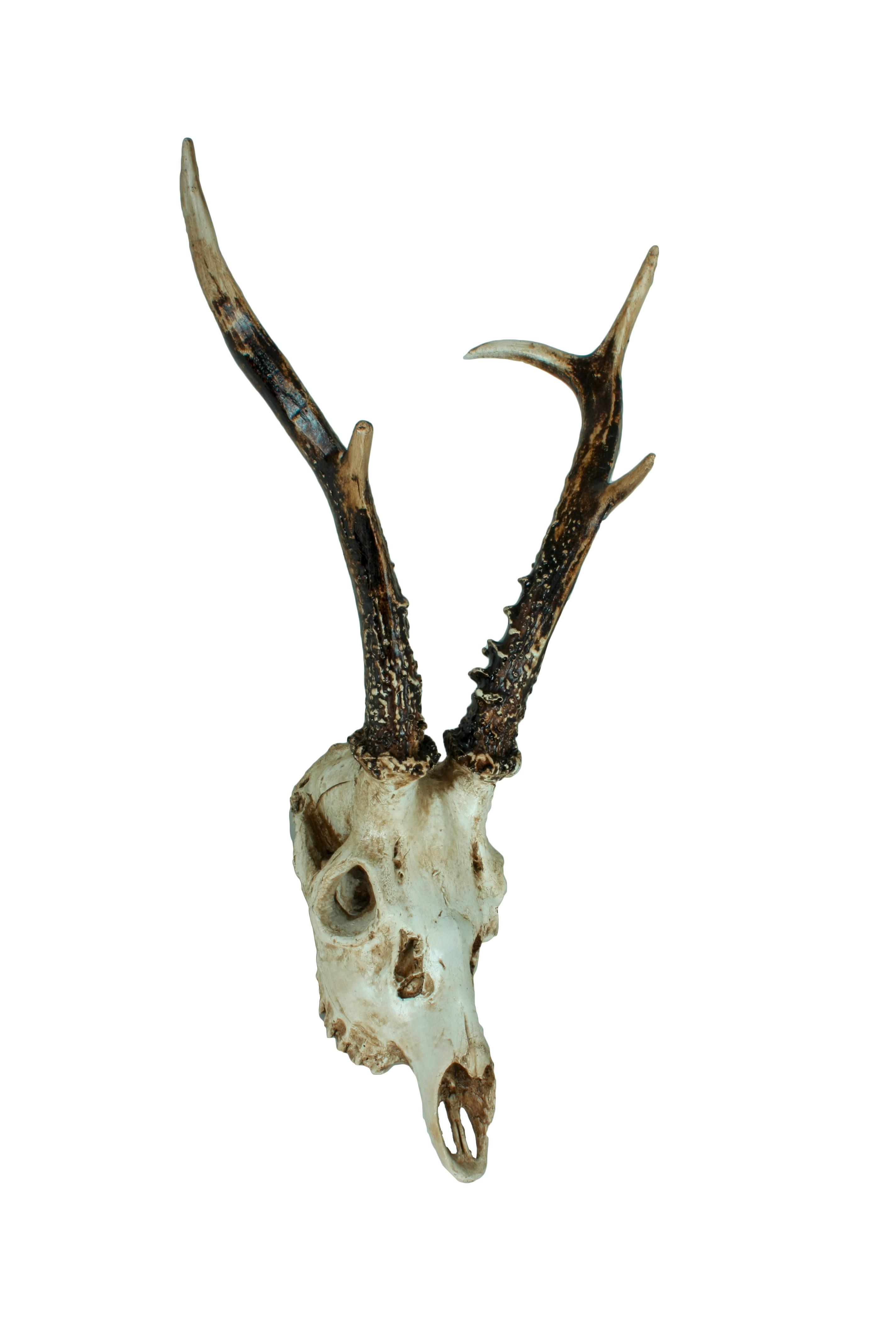 Geweih Naturfarben B: 23,5 Cm - Naturfarben, Basics, Kunststoff (23,5/39/24cm)
