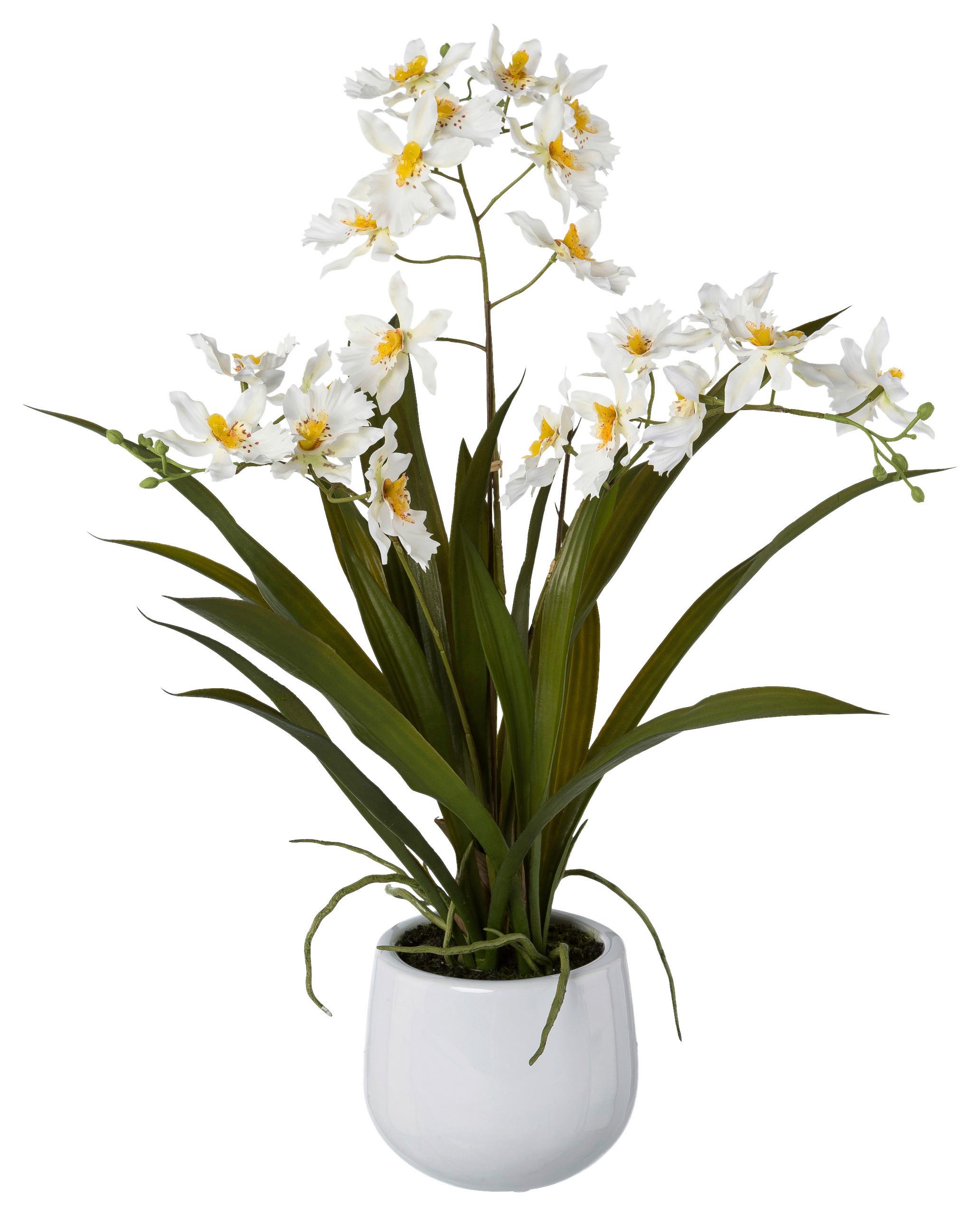 Kunstpflanze Orchideen Weiß, Topf: Weiß, H: 50 cm - Weiß/Grün, Design, Keramik/Kunststoff (50cm) - P & B