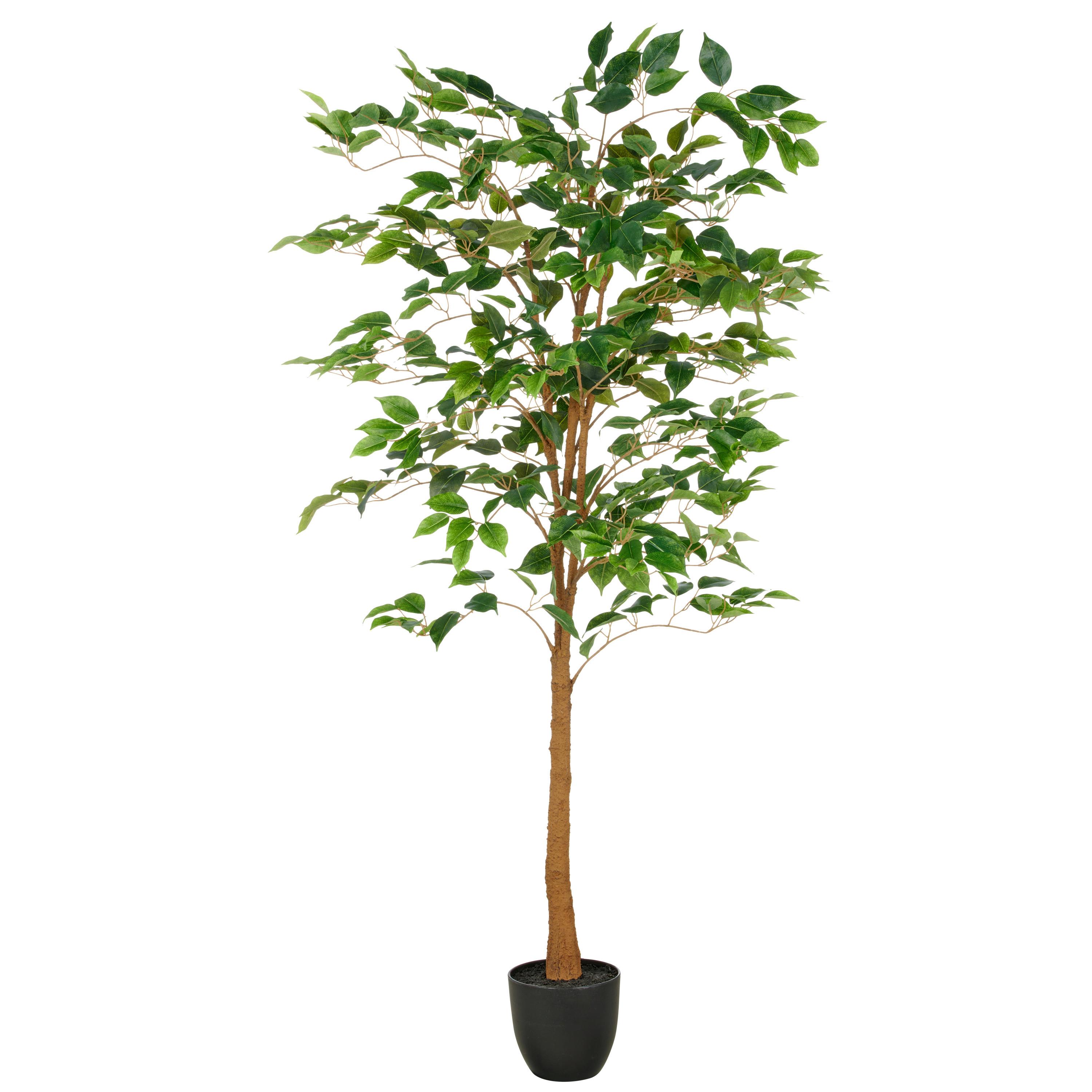 FICUS BENJAMINA Grün Braun Schwarz B: 25 cm - Schwarz/Braun, Basics, Kunststoff (150cm)