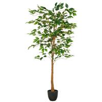 FICUS BENJAMINA Grün Braun Schwarz B: 25 cm - Schwarz/Braun, Basics, Kunststoff (150cm)