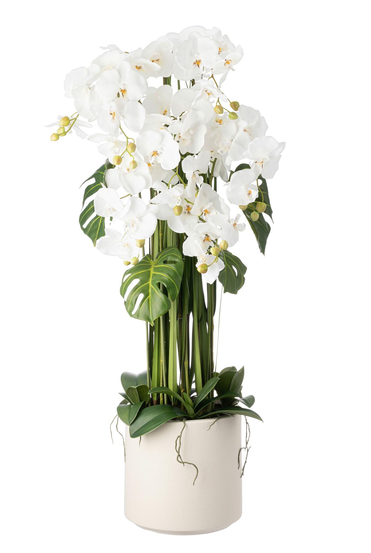 Orchidee Renate - Weiß/Grün, KONVENTIONELL, Kunststoff/Textil (23/120cm) - Luca Bessoni