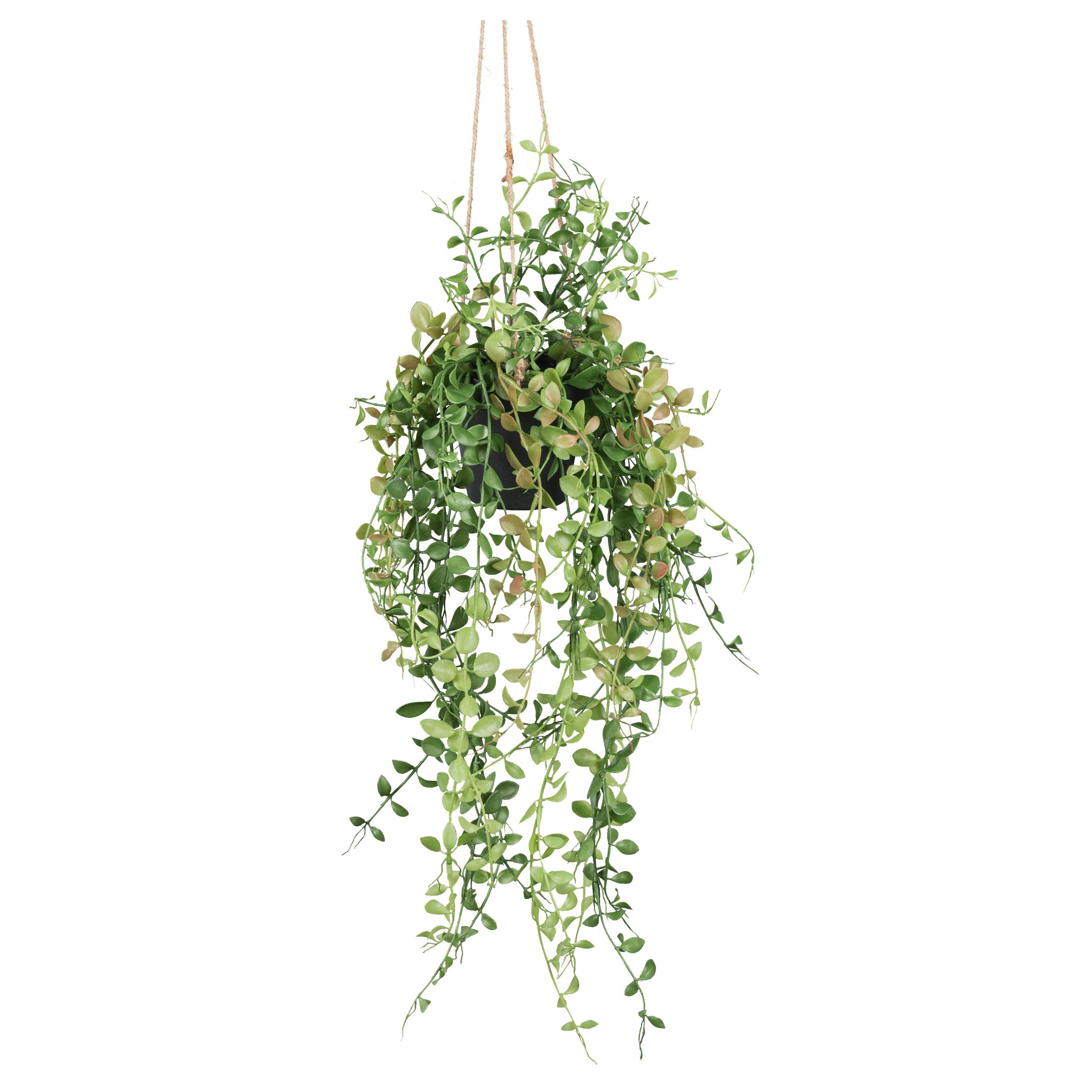 Umelá rastliny Dischidia, V: 60cm - zelená, Basics, plast (60cm)