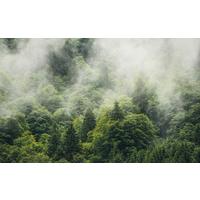 Vliestapete Sh061-Vd4 Forest Land - Natur (400/250cm)