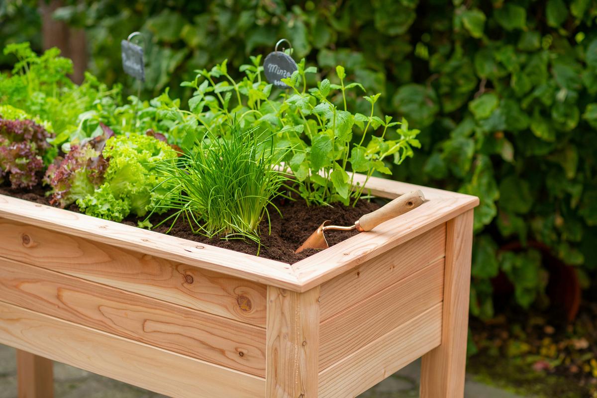 Hochbeet Echtholz Lärche 120x75x65 Cm Lärchefarben - Lärchefarben, Basics, Holz (120/75/65cm)