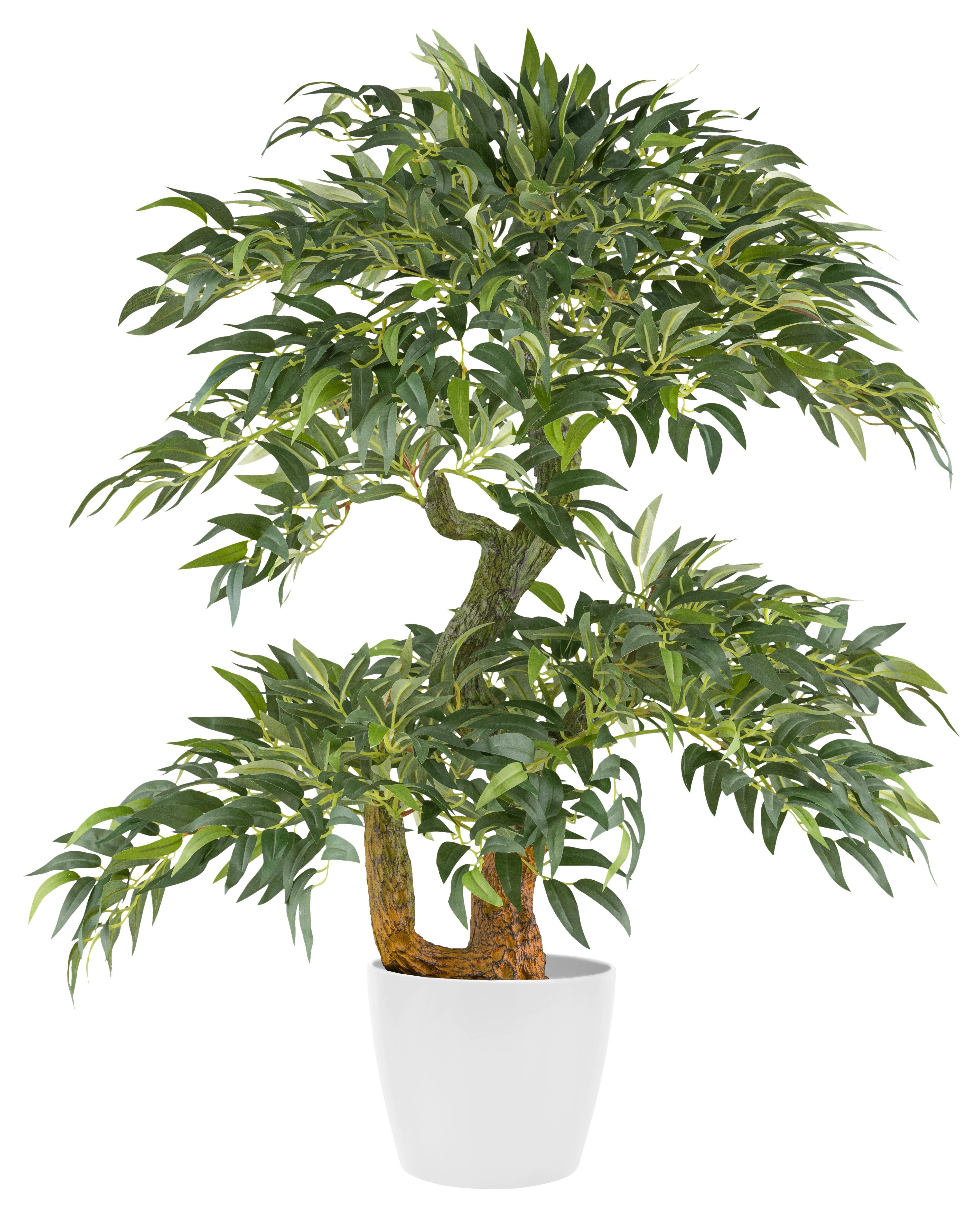 Umělá rostlina RUCUS, výška 80cm - černá/zelená, Konvenční, plast (14,5/80cm) - Mömax