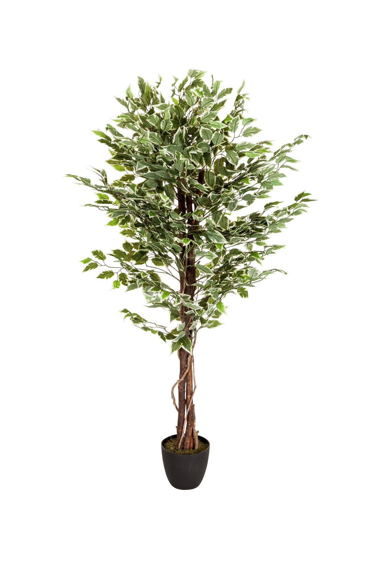 Kunstpflanze Ficus - Schwarz/Braun, Basics, Kunststoff (80/165/80cm) - MID.YOU