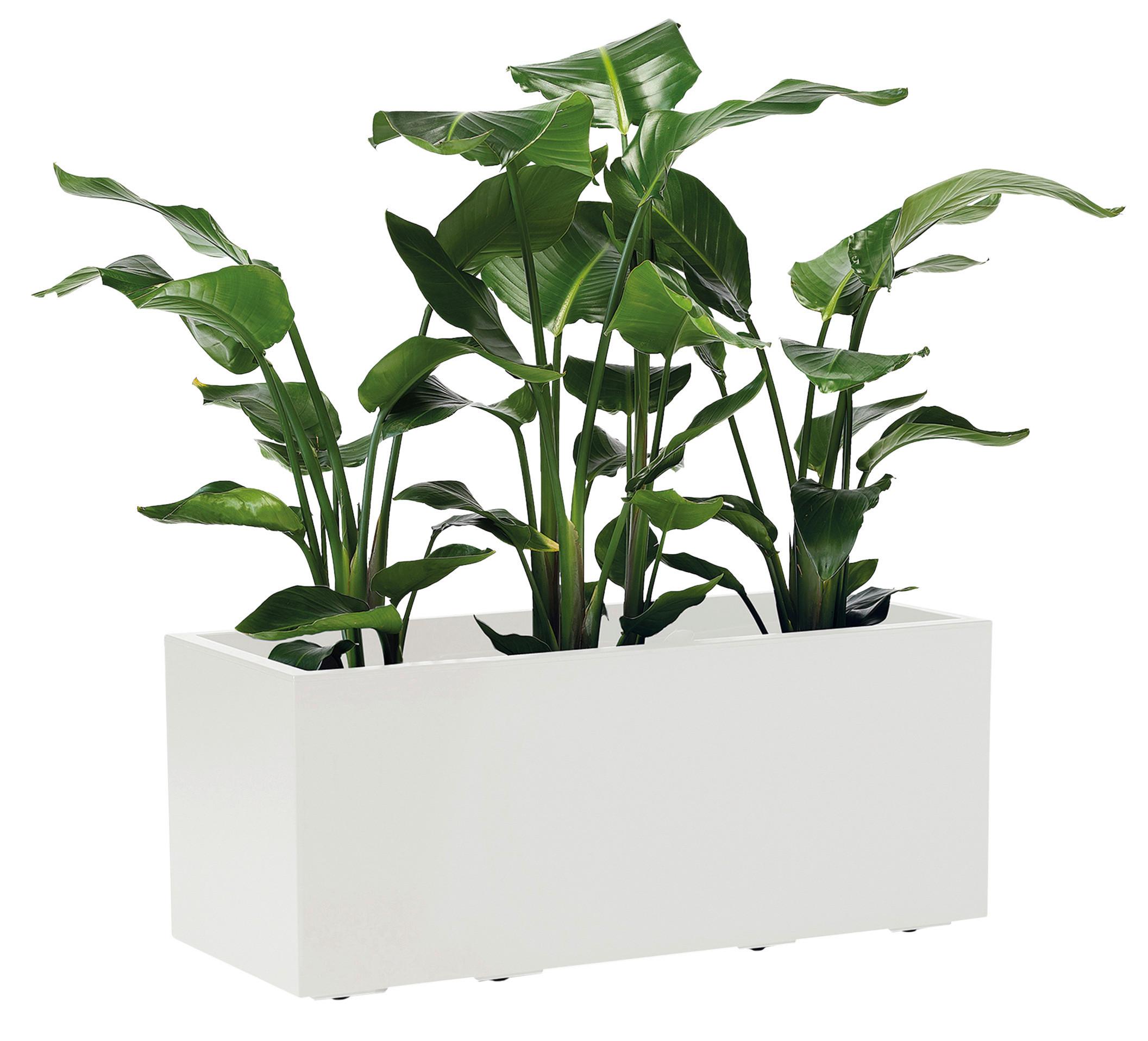 Blumenkasten Weiß B: 99,5 cm - Weiß, Basics, Kunststoff (99,5/39,5/39,5cm)
