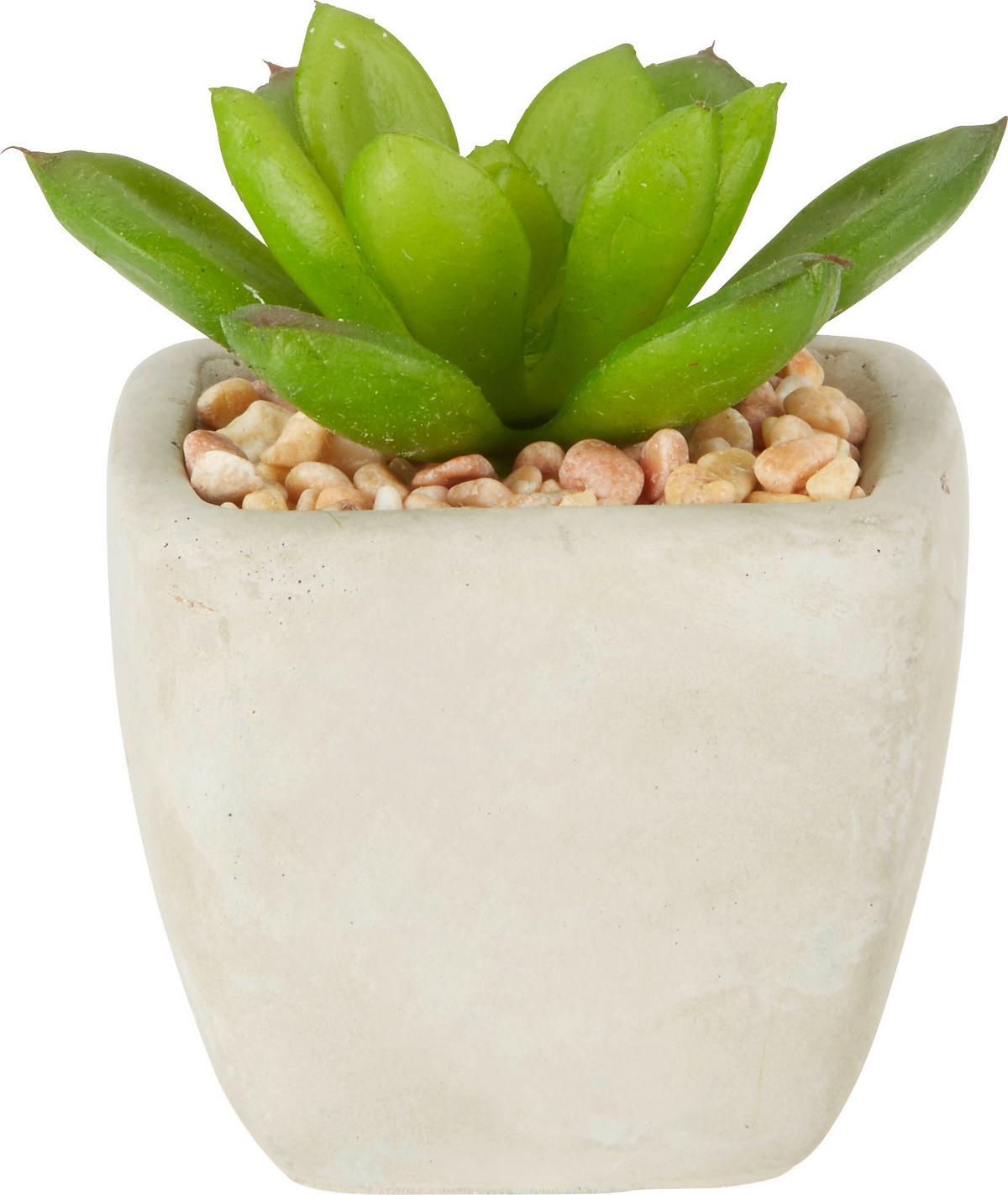 UMELÁ RASTLINA SUKKULENTE - zelená, Lifestyle, plast (7-9cm) - Modern Living