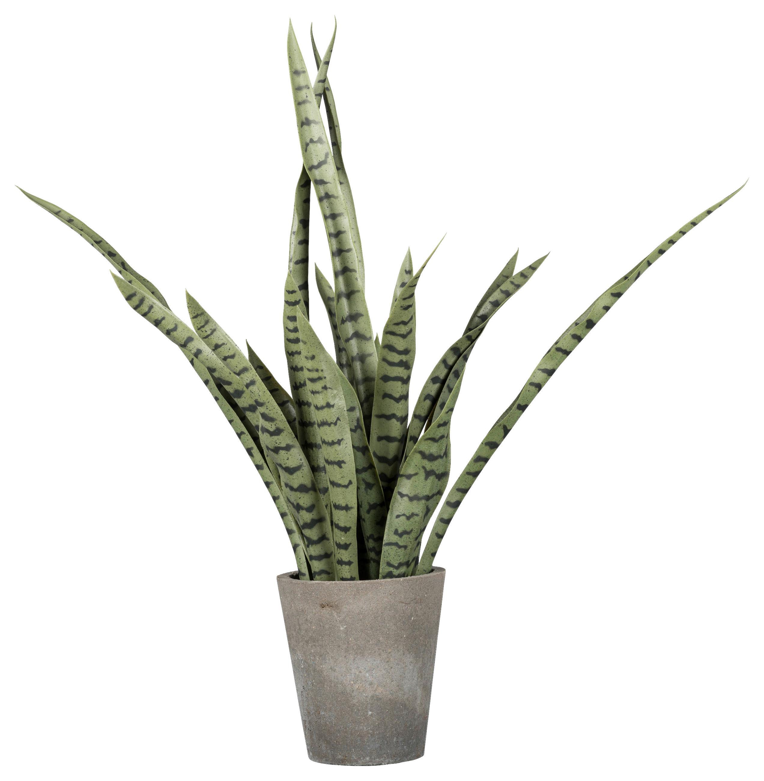 Umělá rostilna Sanseveria, V: 85cm - šedá/zelená, Basics, plast (85cm)