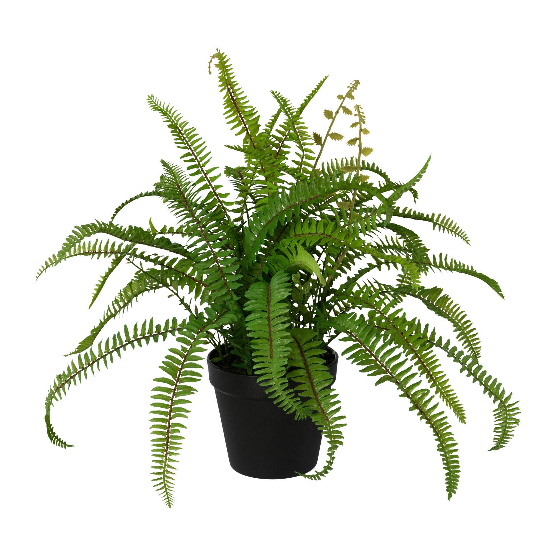 Dekoračná rostlina Farn, V: 40cm - zelená, Basics, plast (40cm) - Modern Living