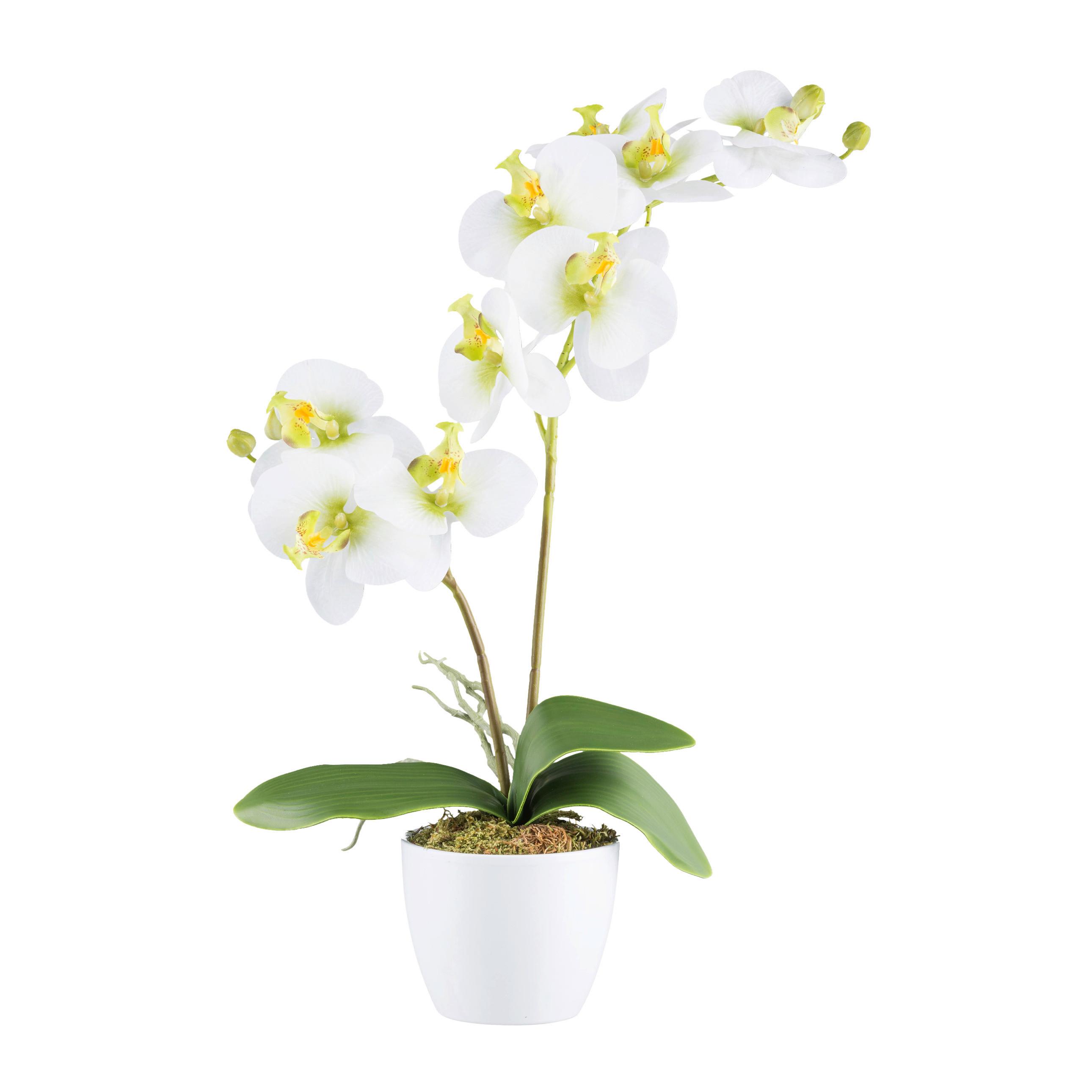 Kunstpflanze Orchideen Grün/Weiß, 57 cm - Weiß/Grün, Design, Keramik/Kunststoff (57cm) - P & B
