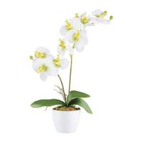 Kunstpflanze Orchideen Grün/Weiß, 57 cm - Weiß/Grün, Design, Keramik/Kunststoff (57cm) - P & B