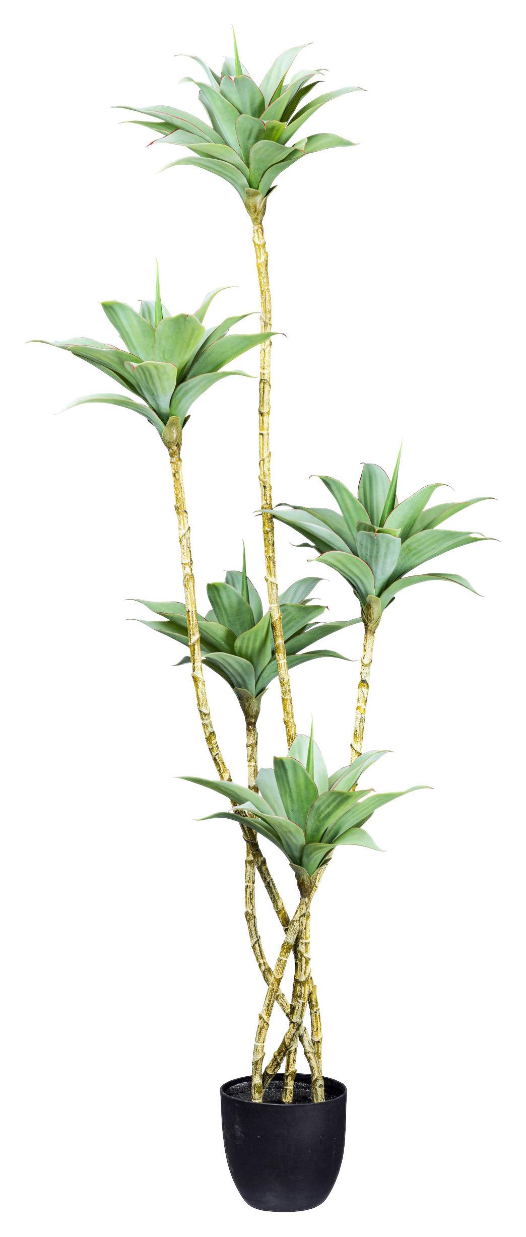 Kunstpflanze Sukkuleten Grau/grün/schwarz, 160 Cm - Schwarz/Braun, Design, Kunststoff (160cm) - P & B