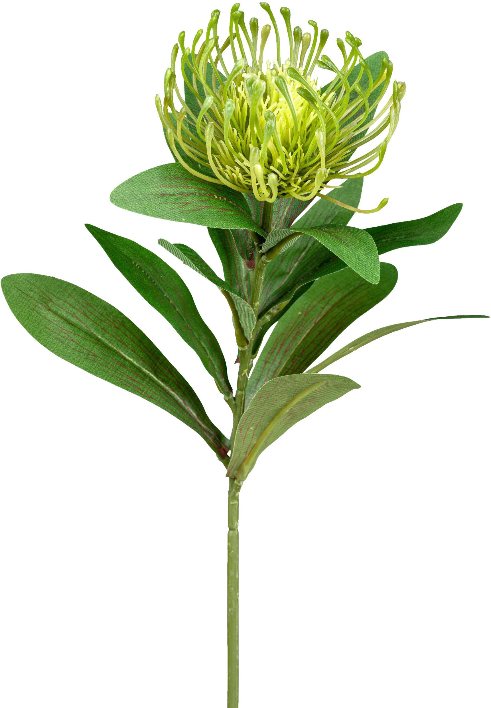 Kunstblume Nadelkissenprotea Grün L: 64cm, Dana - Grün, Natur, Kunststoff (64cm)