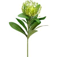 Kunstblume Nadelkissenprotea Grün L: 64cm, Dana - Grün, Natur, Kunststoff (64cm)