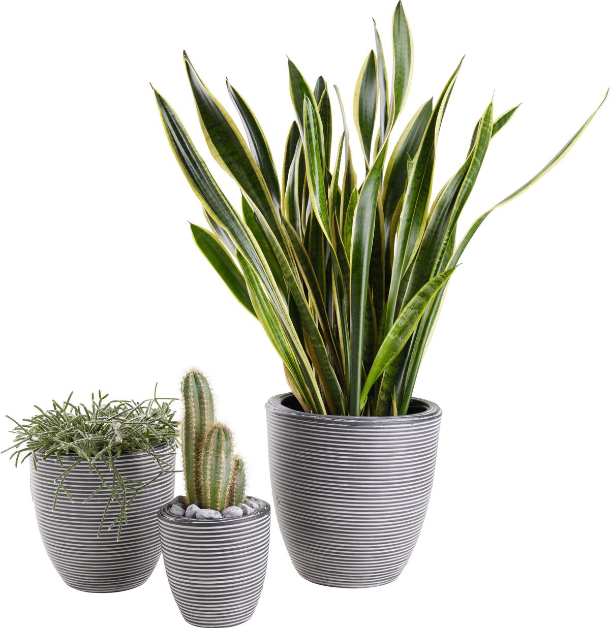 OBAL NA KVETINÁČ MARLENE - čierna, Lifestyle, plast (15/15cm) - Mömax