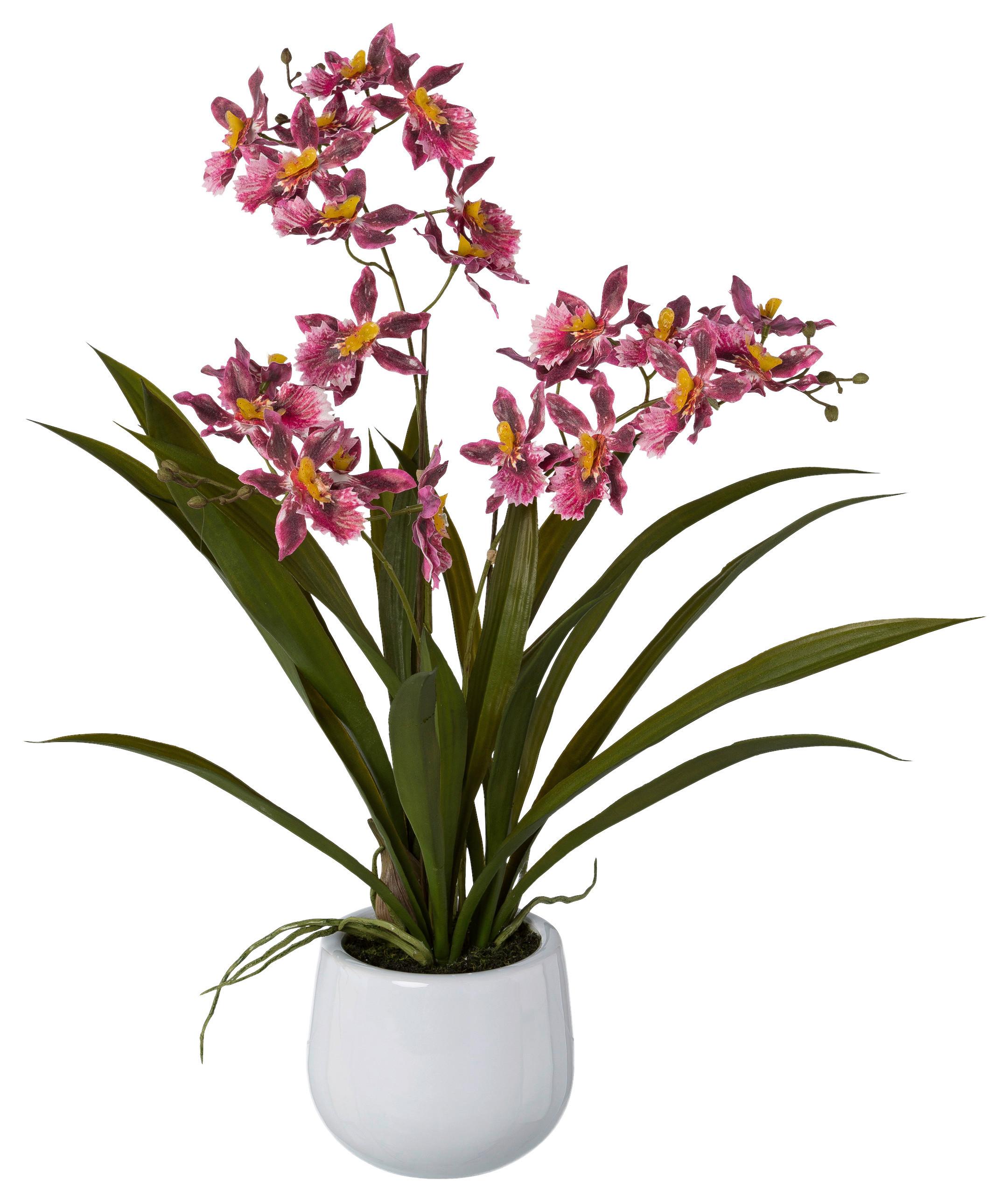 Kunstpflanze Orchideen Dunkelrosa, Topf: Weiß,h:50 cm - Dunkelrosa/Weiß, Design, Keramik/Kunststoff (50cm) - P & B