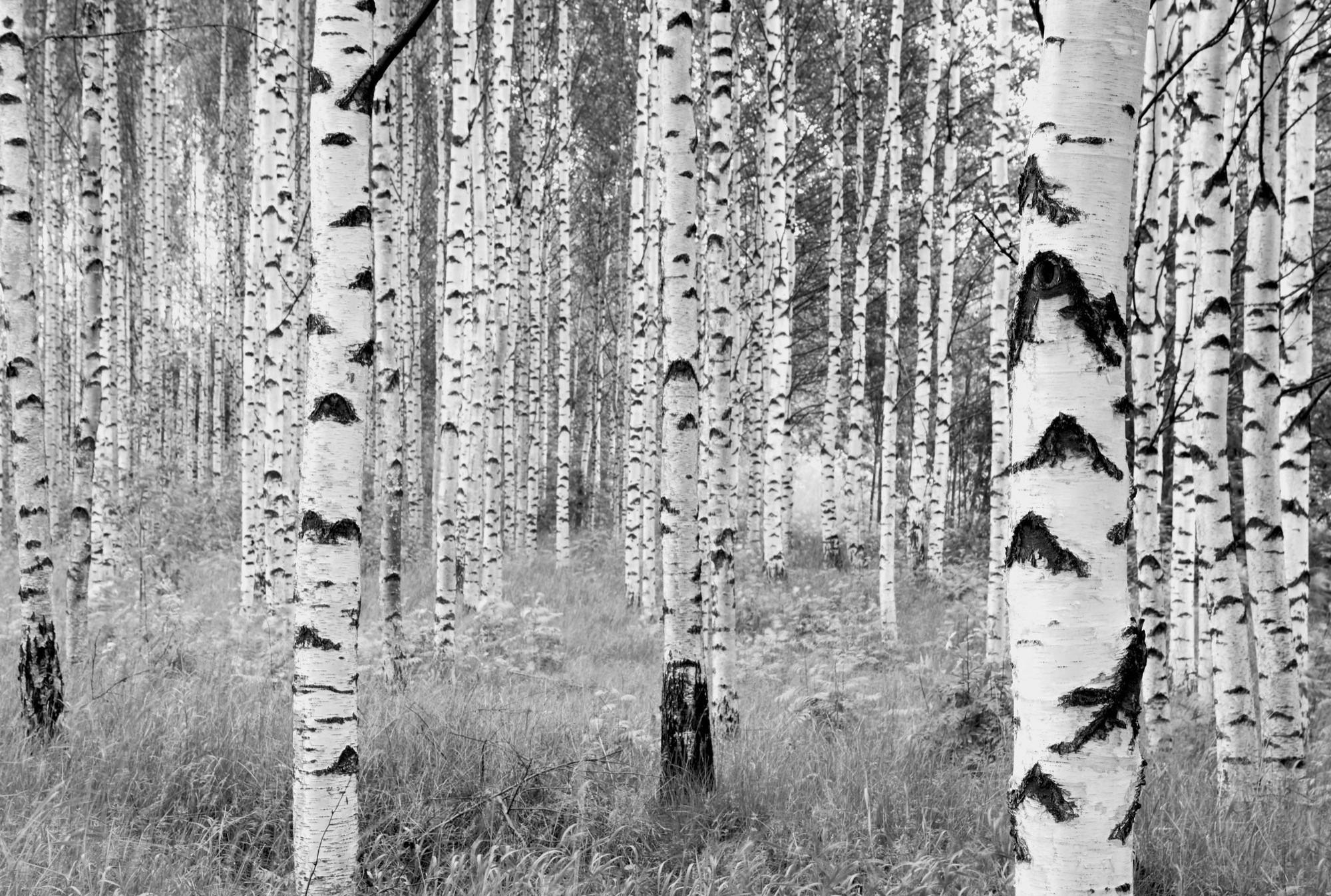 Vliestapete Bäume - Schwarz/Weiß, Natur, Papier (368/248cm)