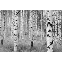 Vliestapete Bäume - Schwarz/Weiß, Natur, Papier (368/248cm)