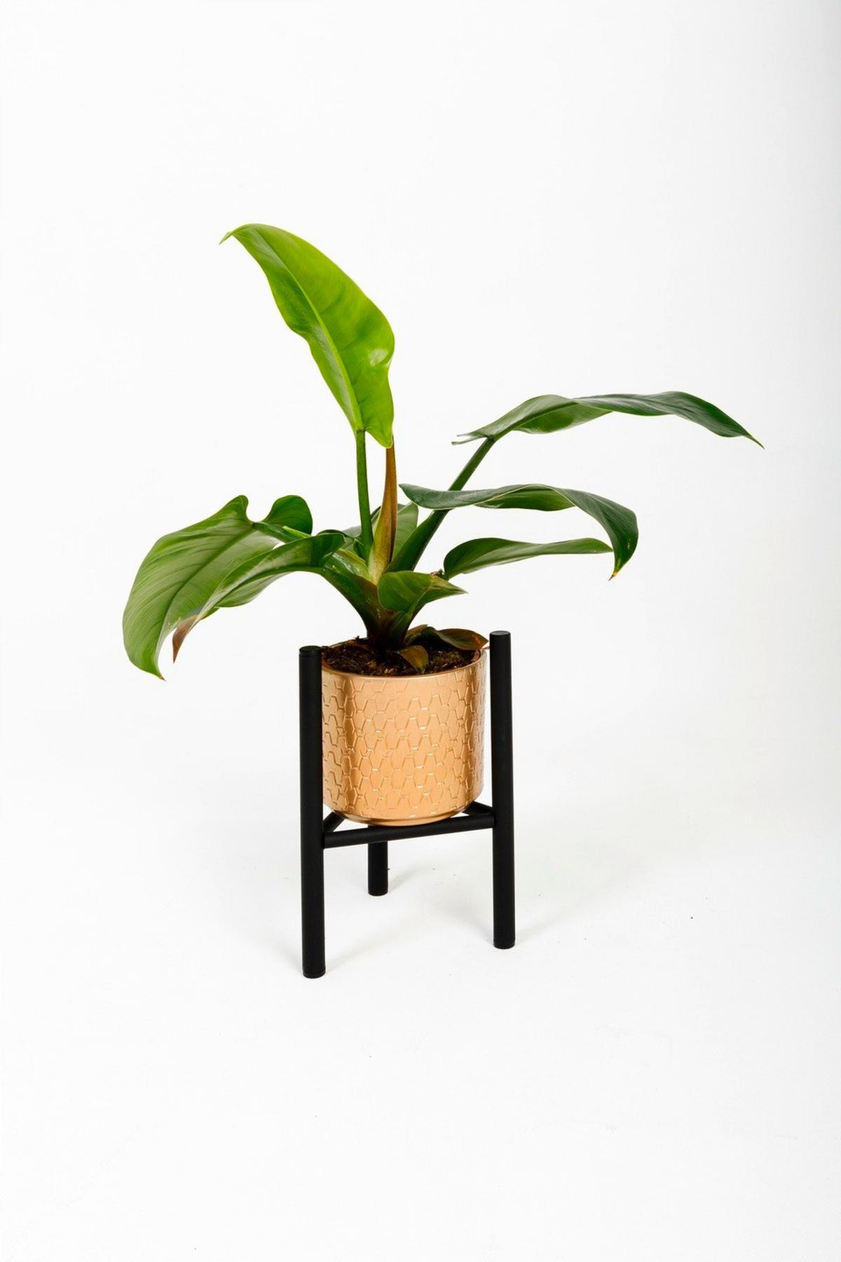 Blumenständer Aluminium Schwarz Bxhxt: 18x25x18 Cm - Schwarz, Basics, Metall (18/25/18cm)