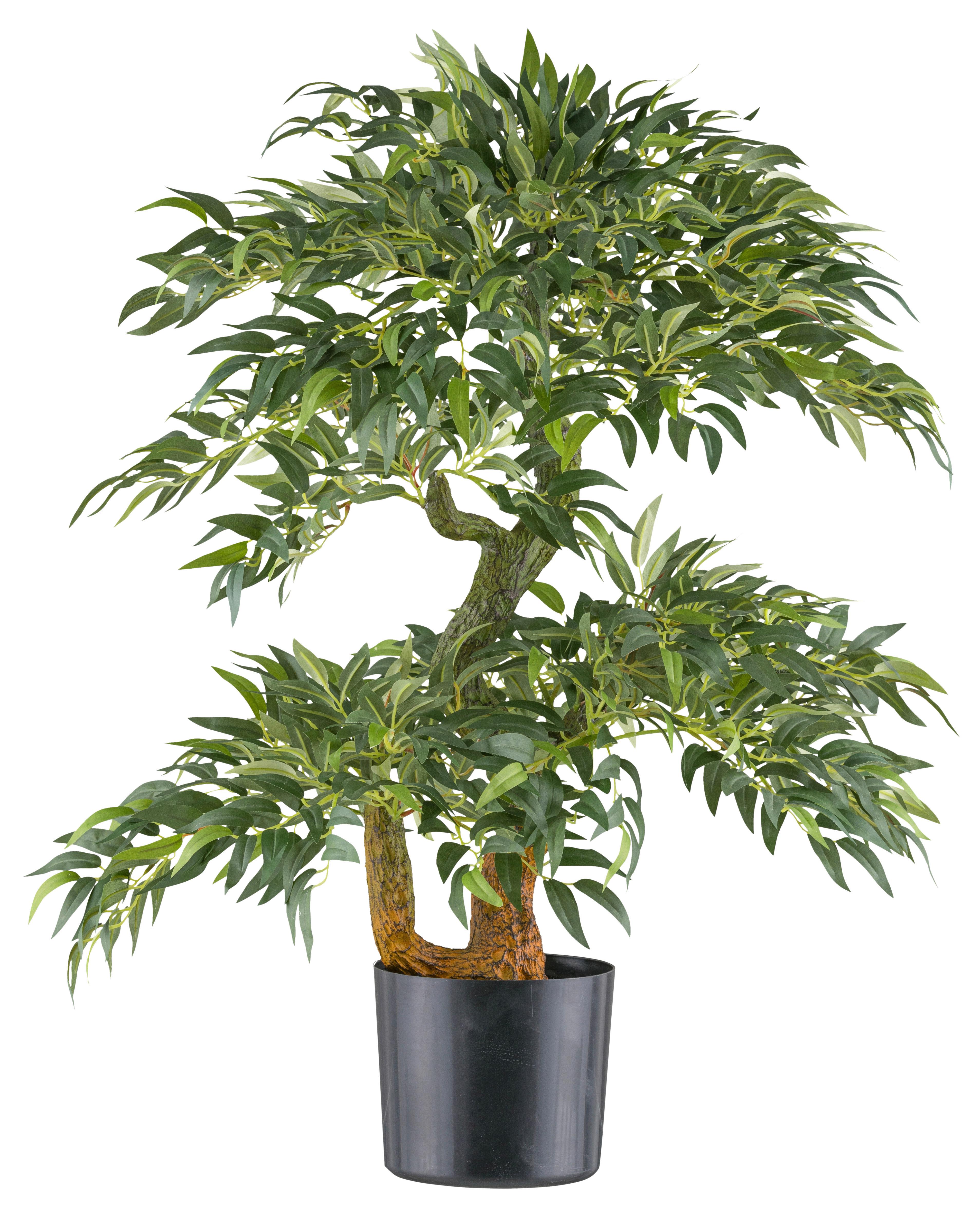 Umělá rostlina RUCUS, výška 80cm - černá/zelená, Konvenční, plast (14,5/80cm) - Mömax