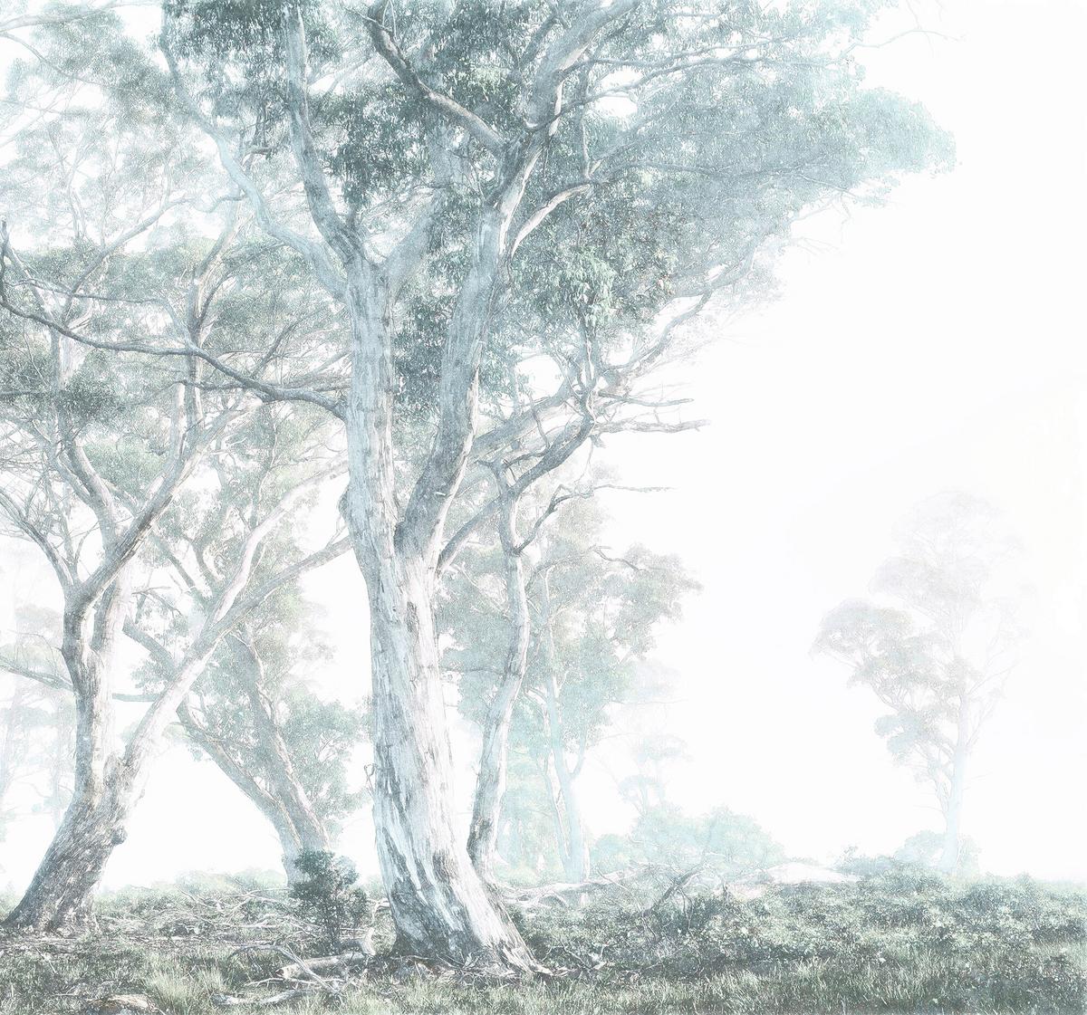 Fototapete Magic Trees - Blau/Weiß, Trend (300/280cm)