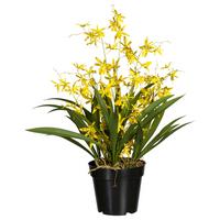 Kunstpflanze Orchideen Gelb/grün/schwarz, 60 Cm - Gelb/Schwarz, Design, Kunststoff/Textil (60cm) - P & B