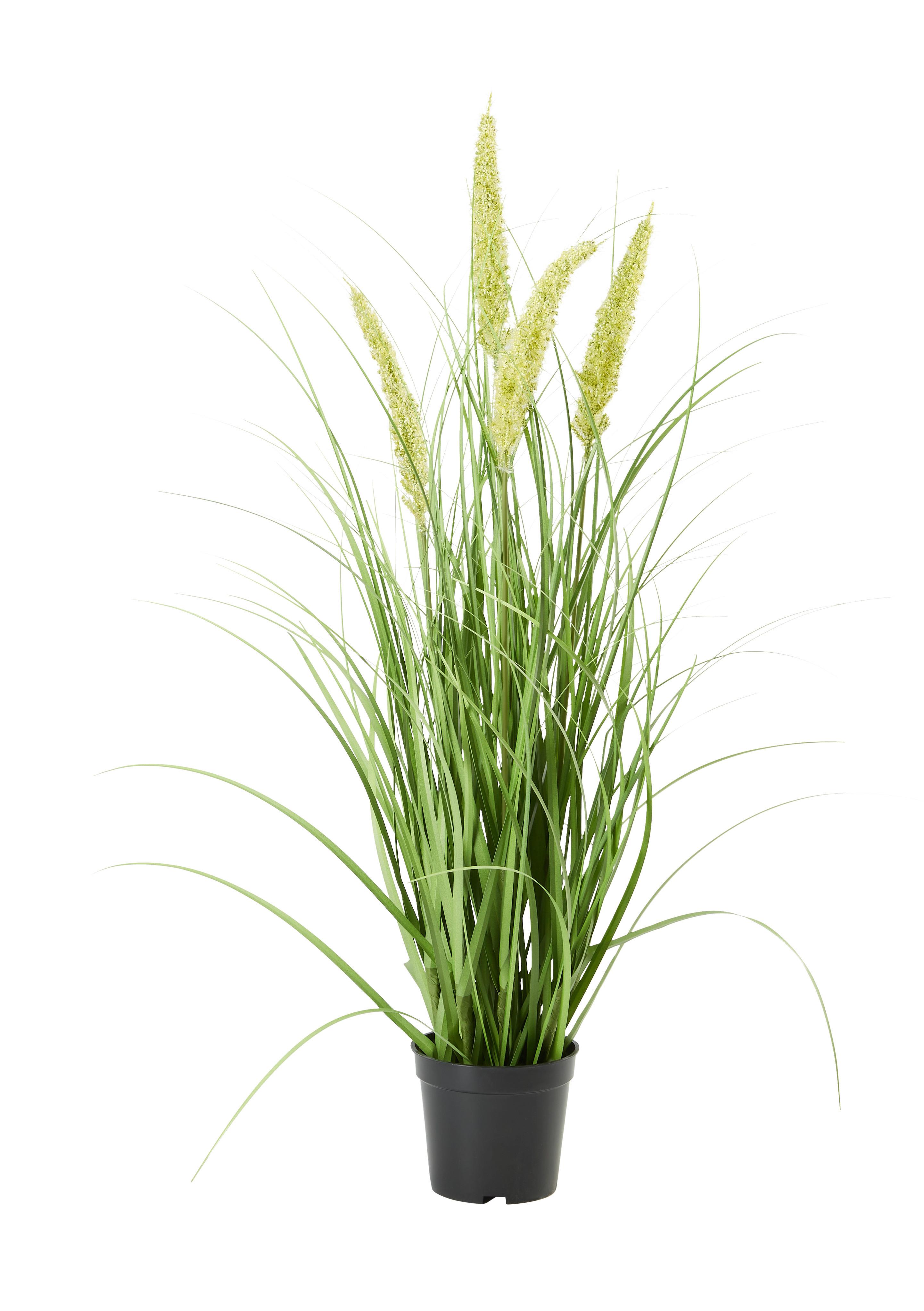 Umělá rostlina Penisetum, V: ca. 71cm - černá/zelená, Basics, textil/plast (71cm) - Modern Living