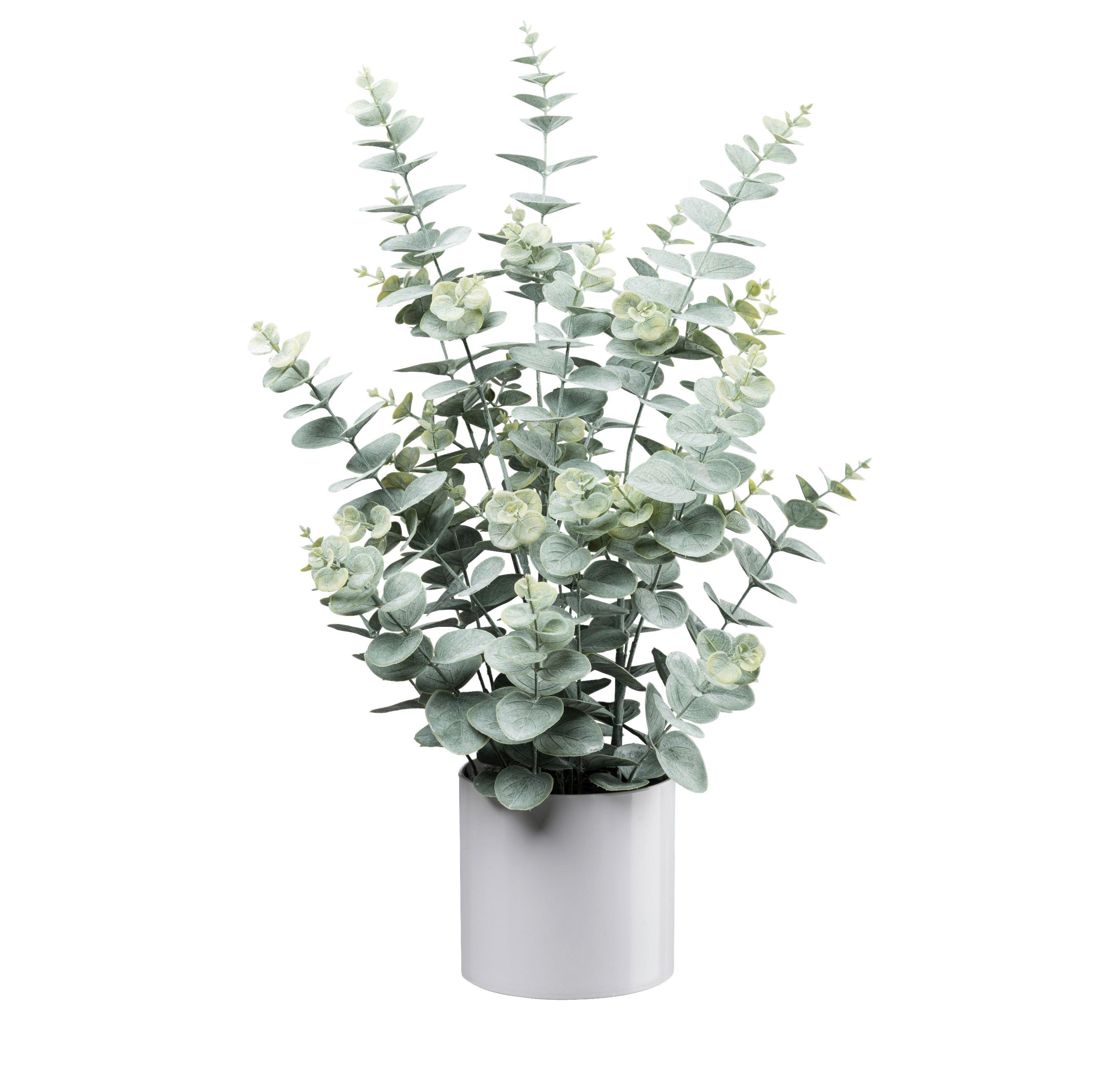 Kunstpflanze Eukalyptus I Grau/Grün - sivá/biela, Lifestyle, plast (65cm) - Mömax