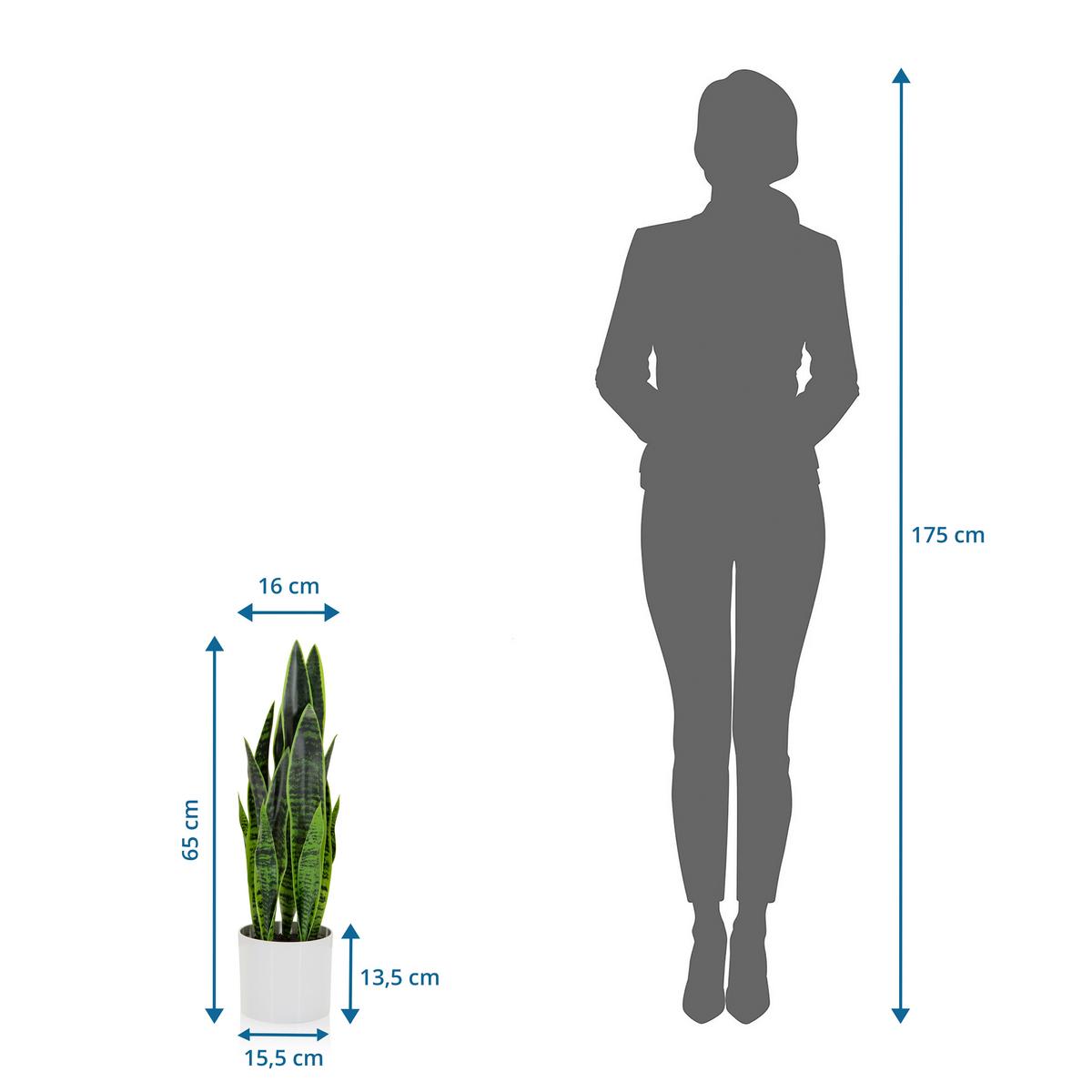 Kunstpflanze Sansevieria - Weiß/Grün, Basics, Kunststoff/Textil (16/65/16cm) - MID.YOU