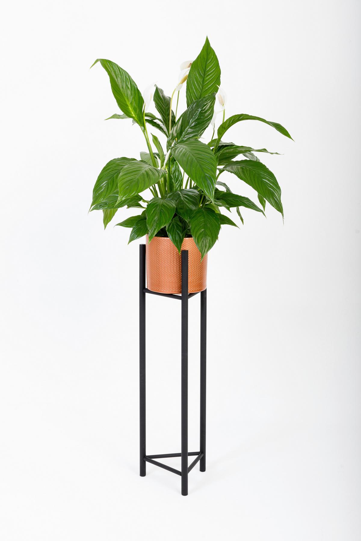 Blumenständer Aluminium Schwarz Bxhxt: 27x90x27 Cm - Schwarz, Basics, Metall (27/90/27cm)