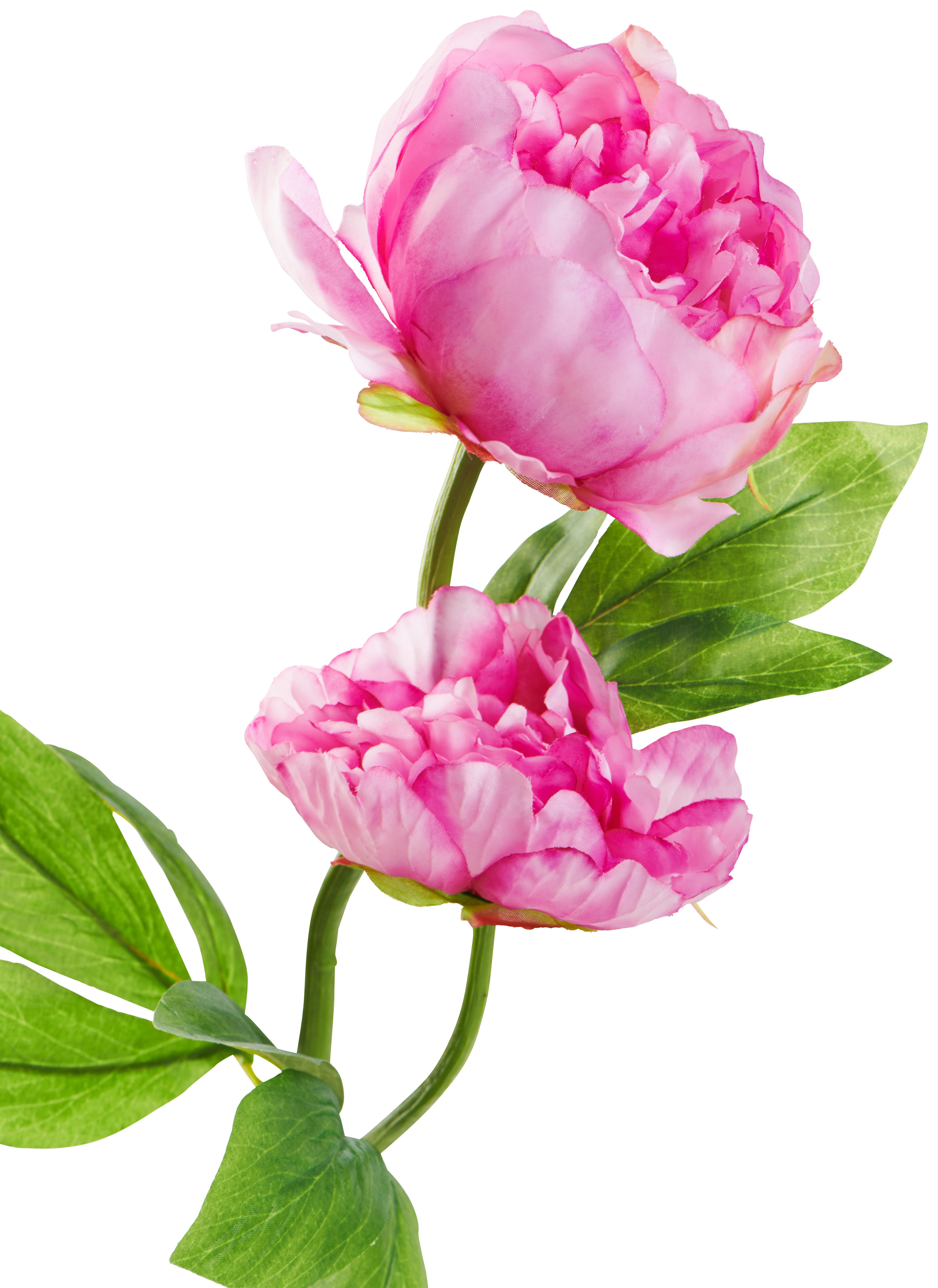 Kunstpflanze Pfingstrose Rosa L: 60 Cm, Aileen - Grün, Basics, Kunststoff/Textil (60cm)