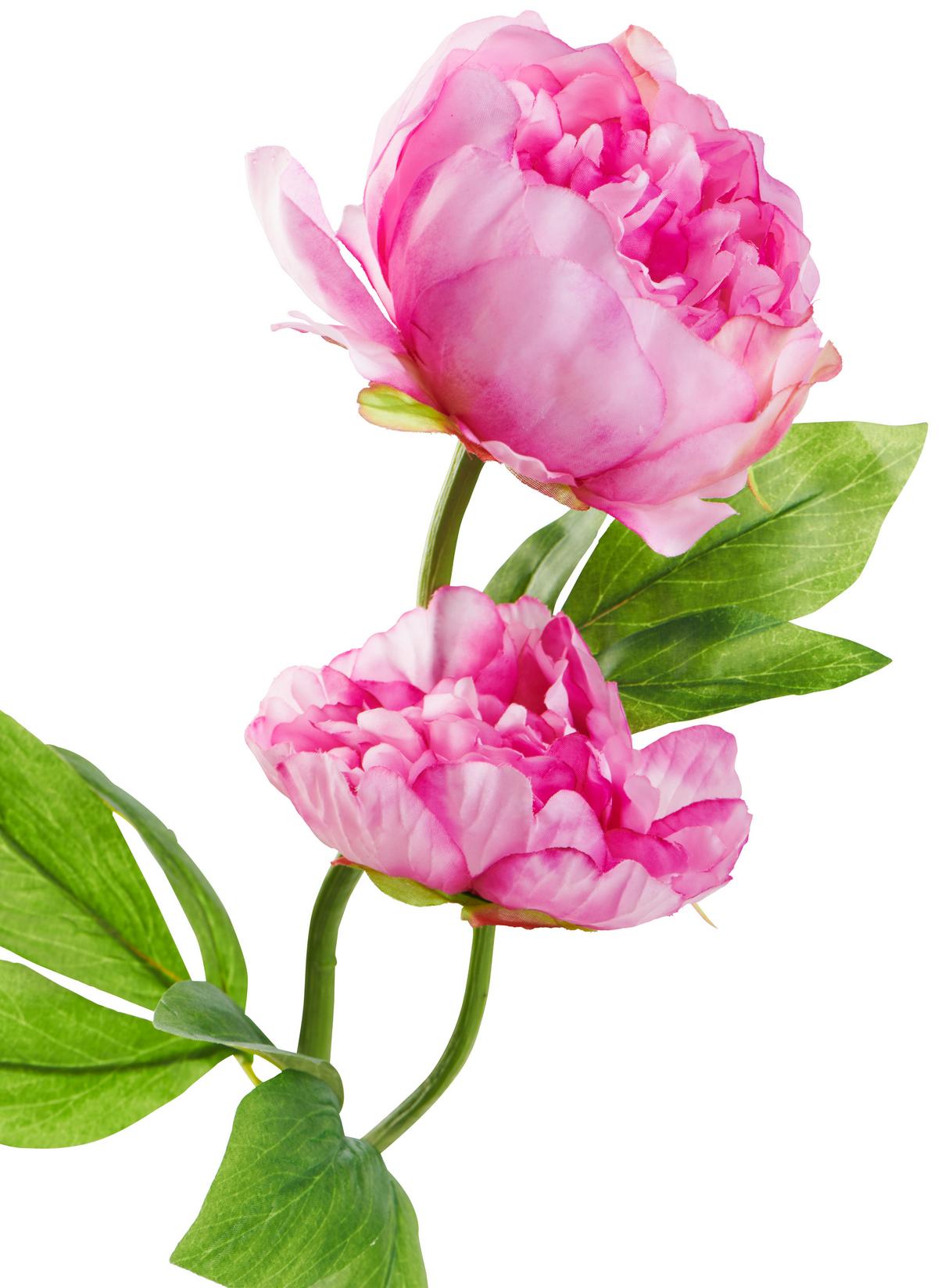 Kunstpflanze Pfingstrose Rosa L: 60 Cm, Aileen - Grün, Basics, Kunststoff/Textil (60cm)